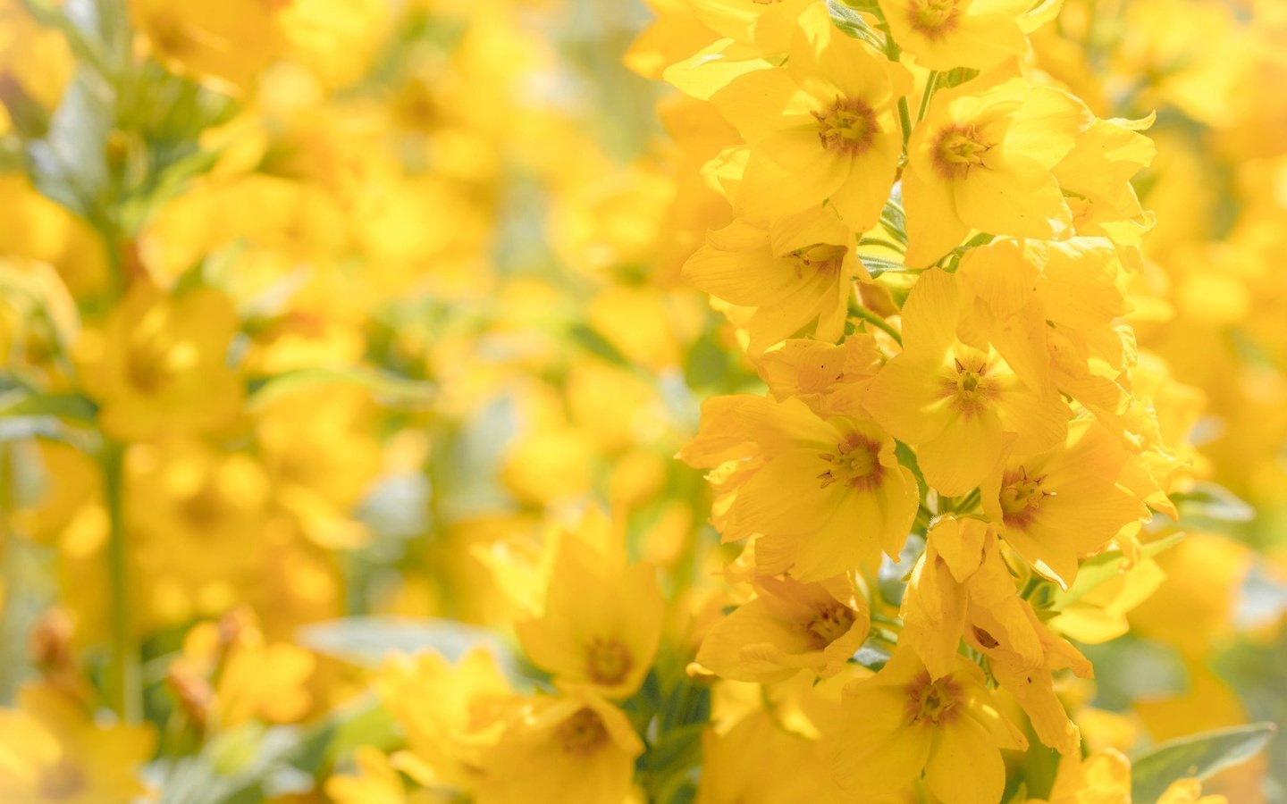 Обои цветы, макро, желтые, боке, соцветие, вербейник, flowers, macro, yellow, bokeh, inflorescence, loosestrife разрешение 2048x1365 Загрузить