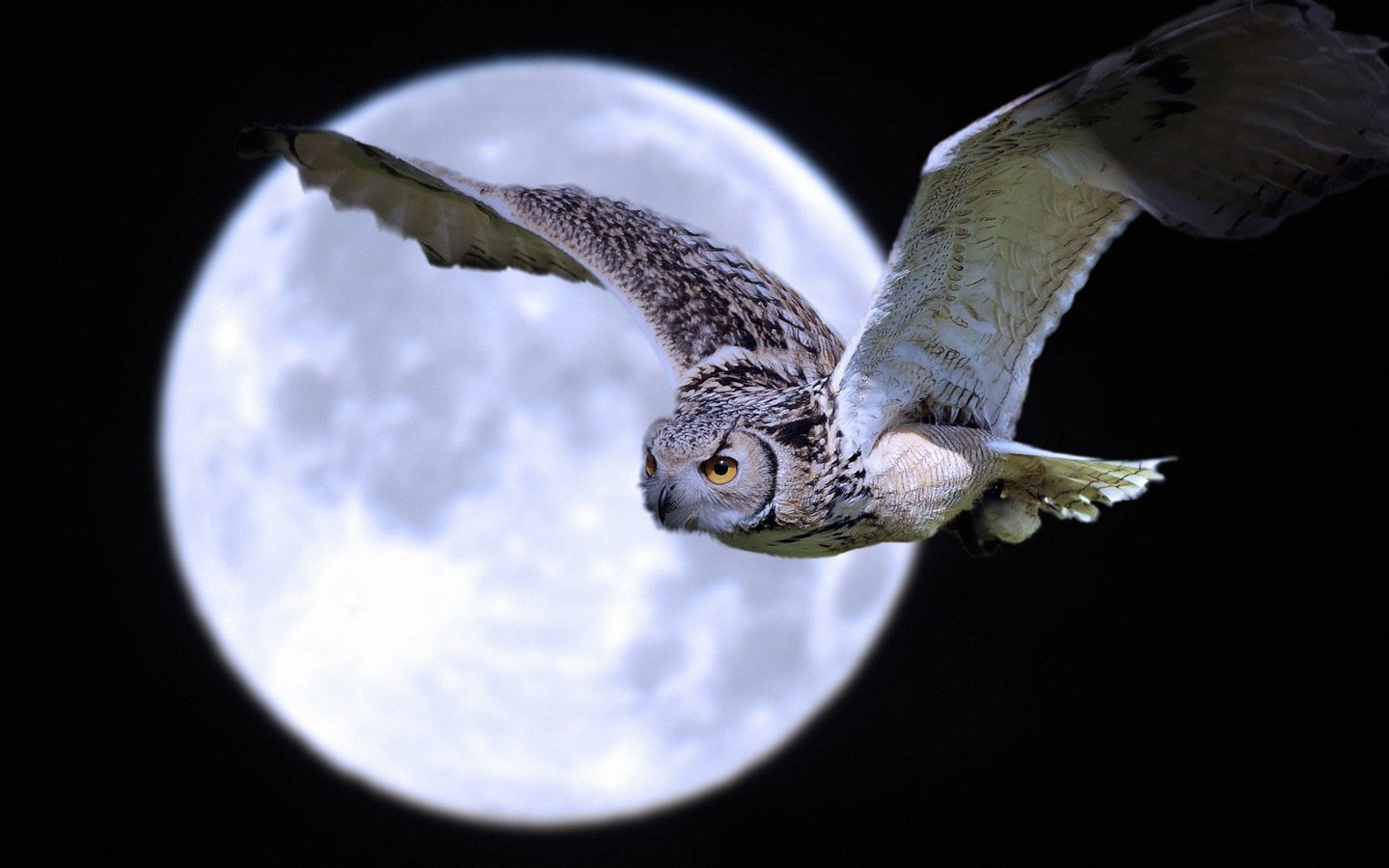 Обои ночь, сова, полет, луна, крылья, птица, night, owl, flight, the moon, wings, bird разрешение 2085x1384 Загрузить