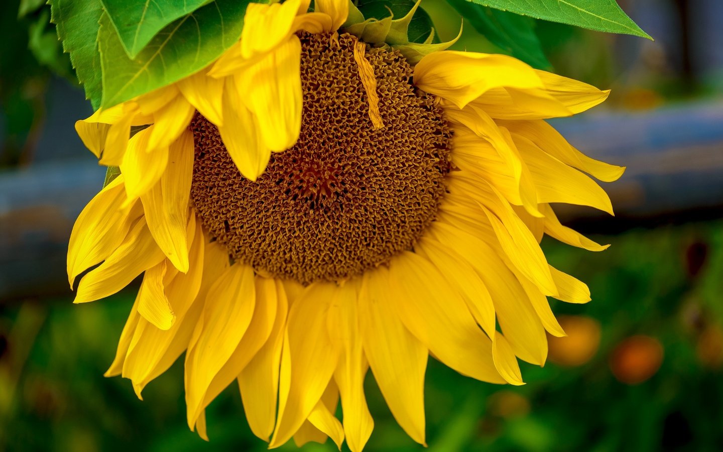 Обои желтый, макро, цветок, подсолнух, yellow, macro, flower, sunflower разрешение 2400x1602 Загрузить