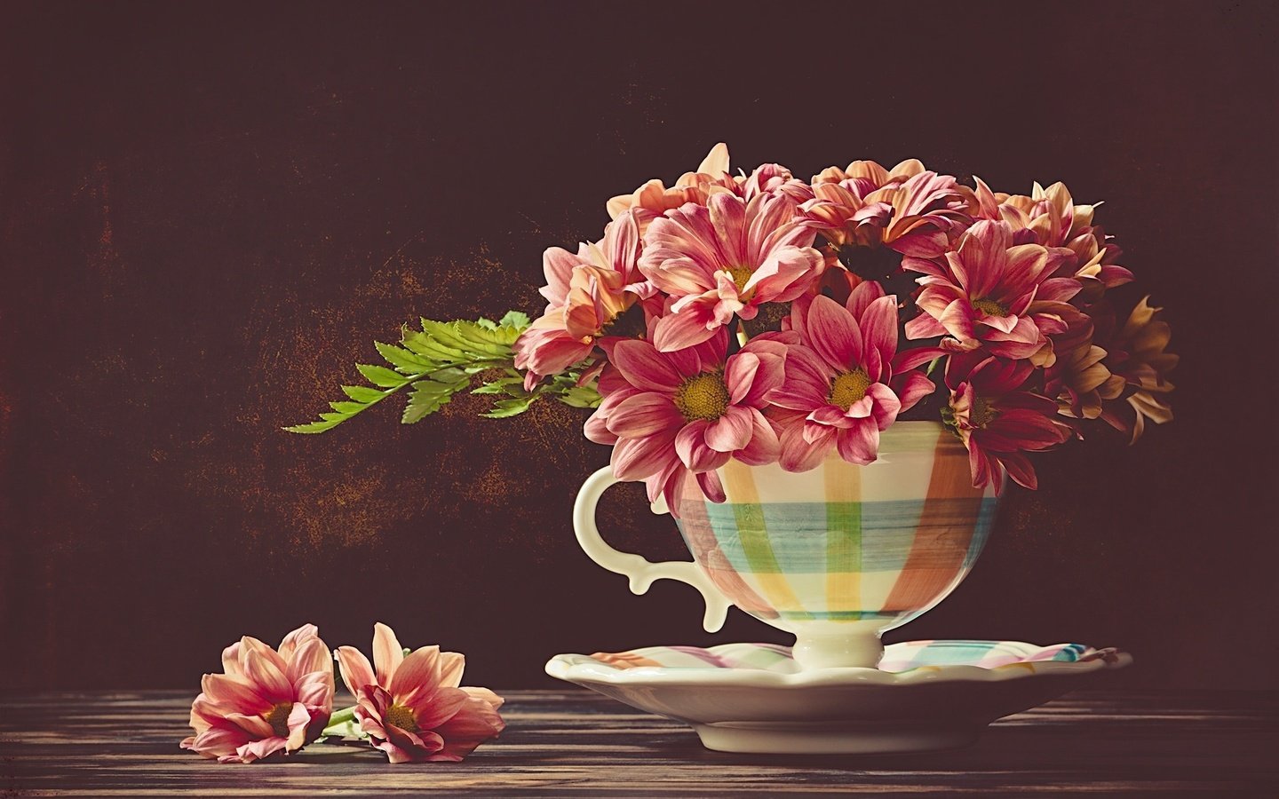 Обои цветы, блюдце, чашка, хризантемы, flowers, saucer, cup, chrysanthemum разрешение 2048x1367 Загрузить