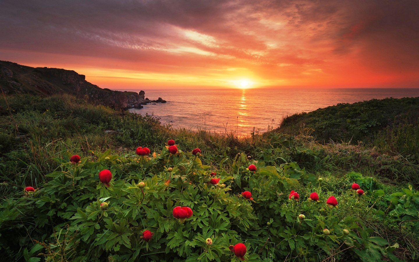 Обои цветы, вода, рассвет, побережье, дикие, пионы, болгария, milen dobrev, flowers, water, dawn, coast, wild, peonies, bulgaria разрешение 1920x1282 Загрузить