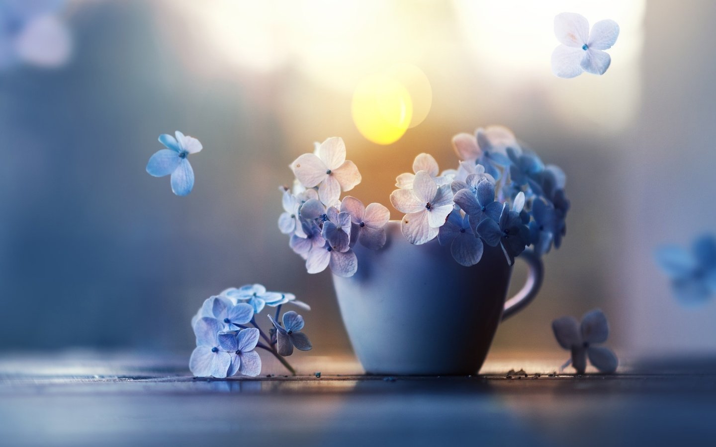 Обои цветы, лепестки, чашка, гортензия, ashraful arefin, flowers, petals, cup, hydrangea разрешение 2048x1366 Загрузить