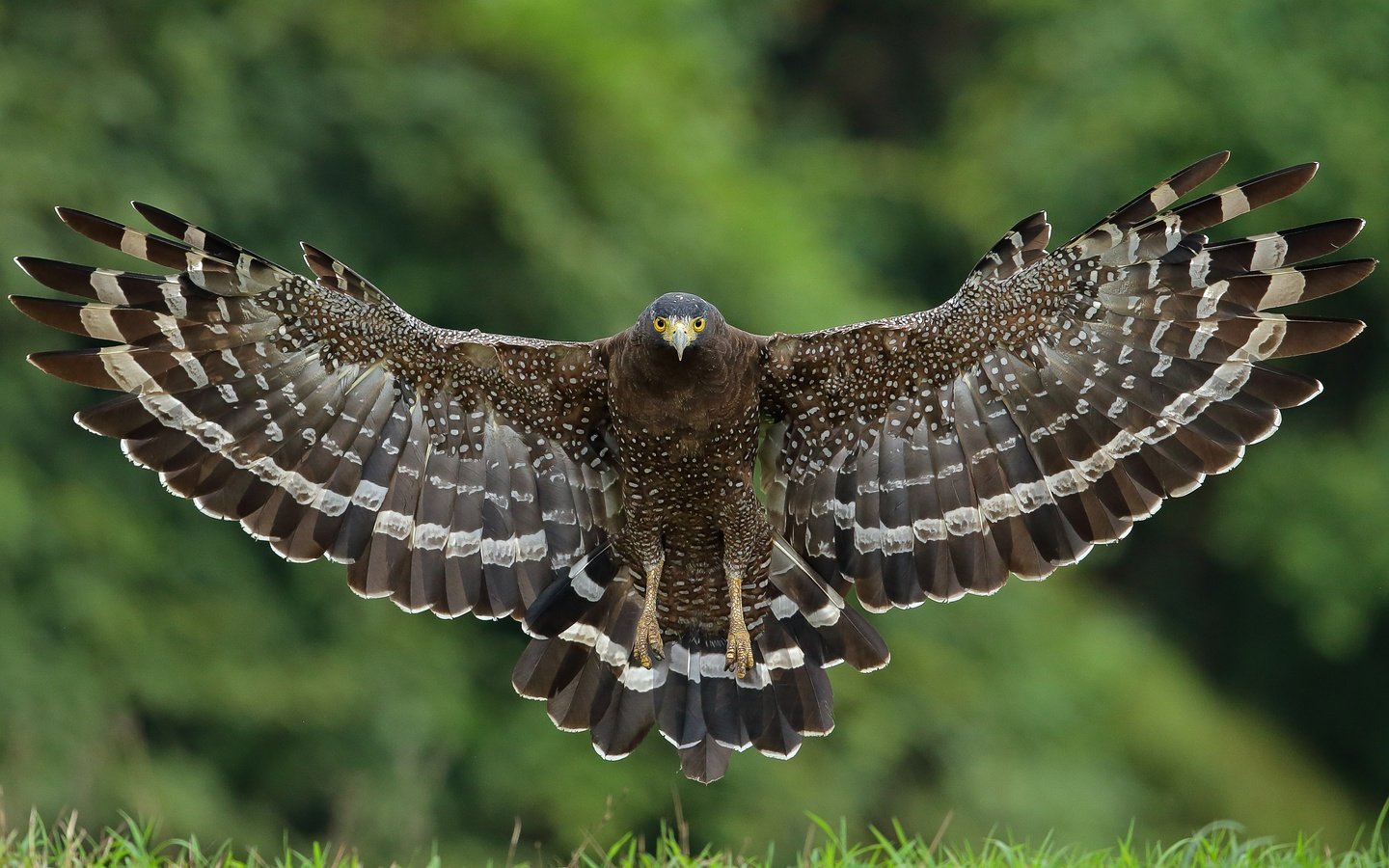 Обои полет, крылья, птица, ястреб, большой хохлатый змееяд, flight, wings, bird, hawk, great crested snake eagle разрешение 3600x2400 Загрузить