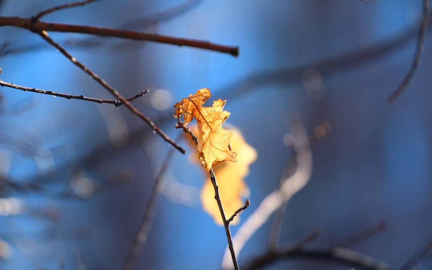 Обои природа, листья, фон, листок, осень, дуб, веточки, nature, leaves, background, leaf, autumn, oak, twigs разрешение 1920x1280 Загрузить