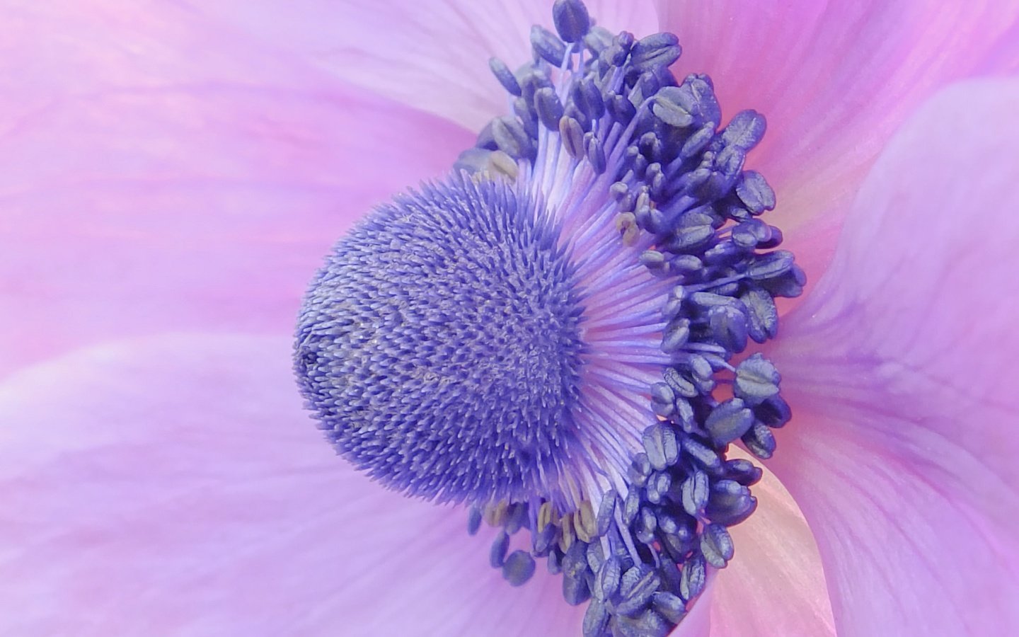 Обои макро, цветок, лепестки, крупным планом, анемона, ветреница, macro, flower, petals, closeup, anemone разрешение 2048x1536 Загрузить