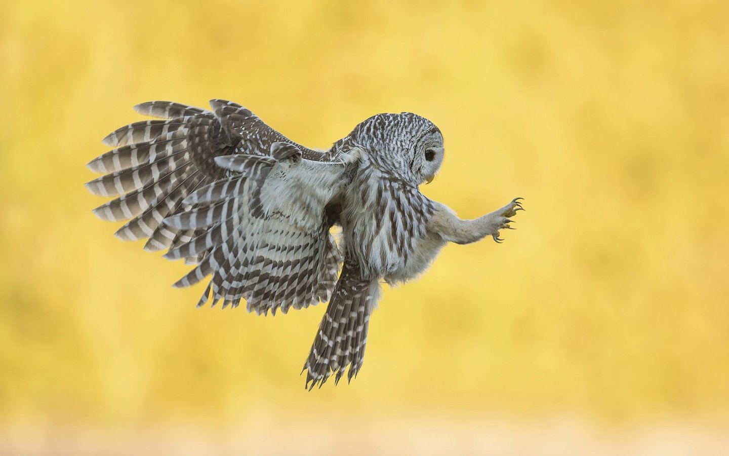 Обои сова, фон, полет, крылья, птица, неясыть, хищная птица, owl, background, flight, wings, bird, bird of prey разрешение 2048x1363 Загрузить