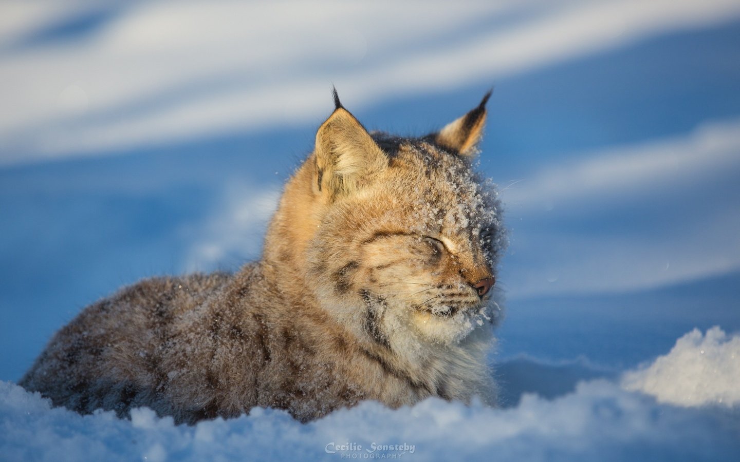 Обои морда, снег, зима, рысь, хищник, дикая кошка, face, snow, winter, lynx, predator, wild cat разрешение 2880x1800 Загрузить