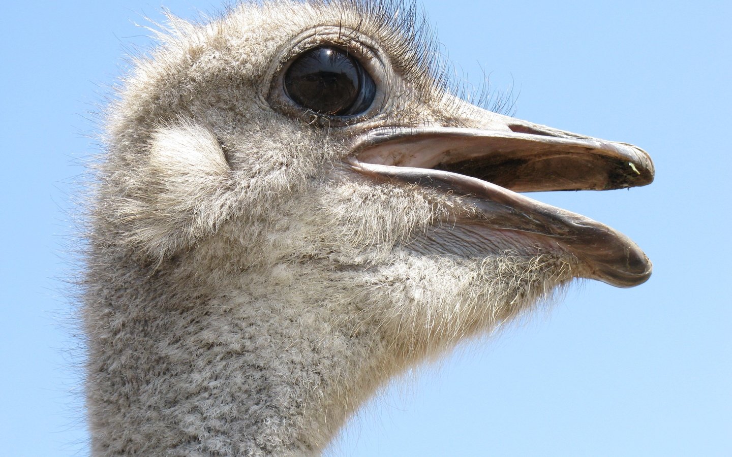 Обои профиль, птица, клюв, крупным планом, страус, profile, bird, beak, closeup, ostrich разрешение 3264x2448 Загрузить