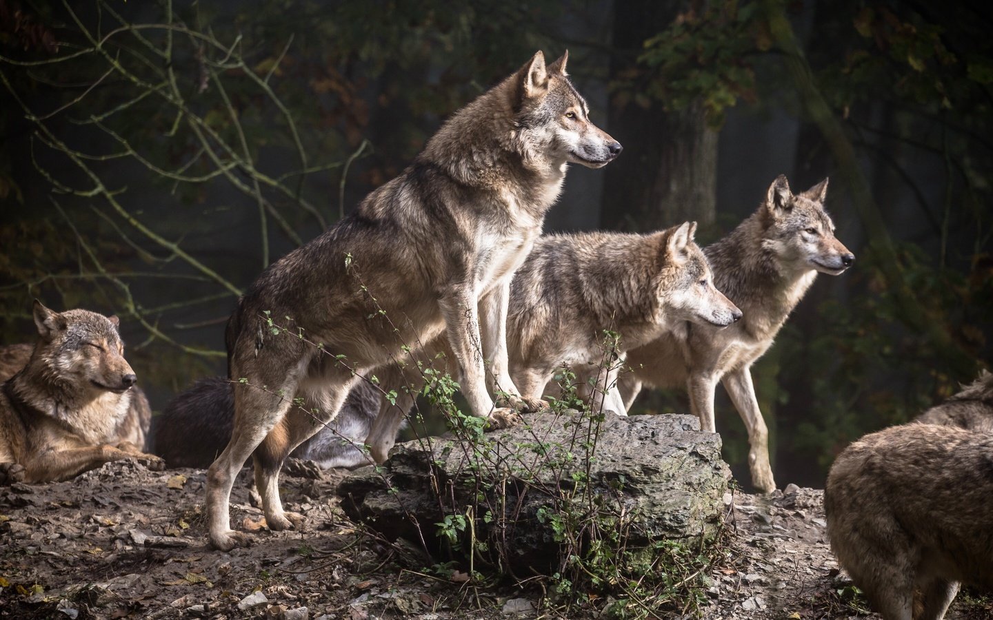 Обои деревья, лес, хищники, волки, стая, волк, стая волков, trees, forest, predators, wolves, pack, wolf, a pack of wolves разрешение 2880x1800 Загрузить