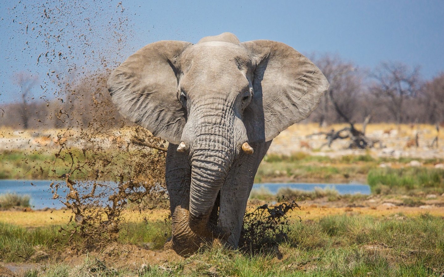 Обои природа, слон, уши, хобот, бивни, nature, elephant, ears, trunk, tusks разрешение 1997x1293 Загрузить