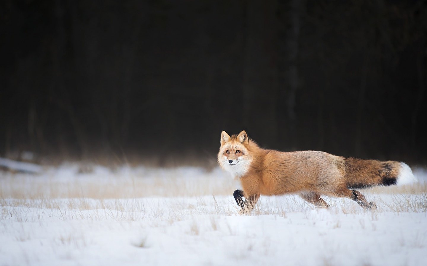 Обои снег, зима, взгляд, лиса, лисица, хвост, snow, winter, look, fox, tail разрешение 1920x1200 Загрузить