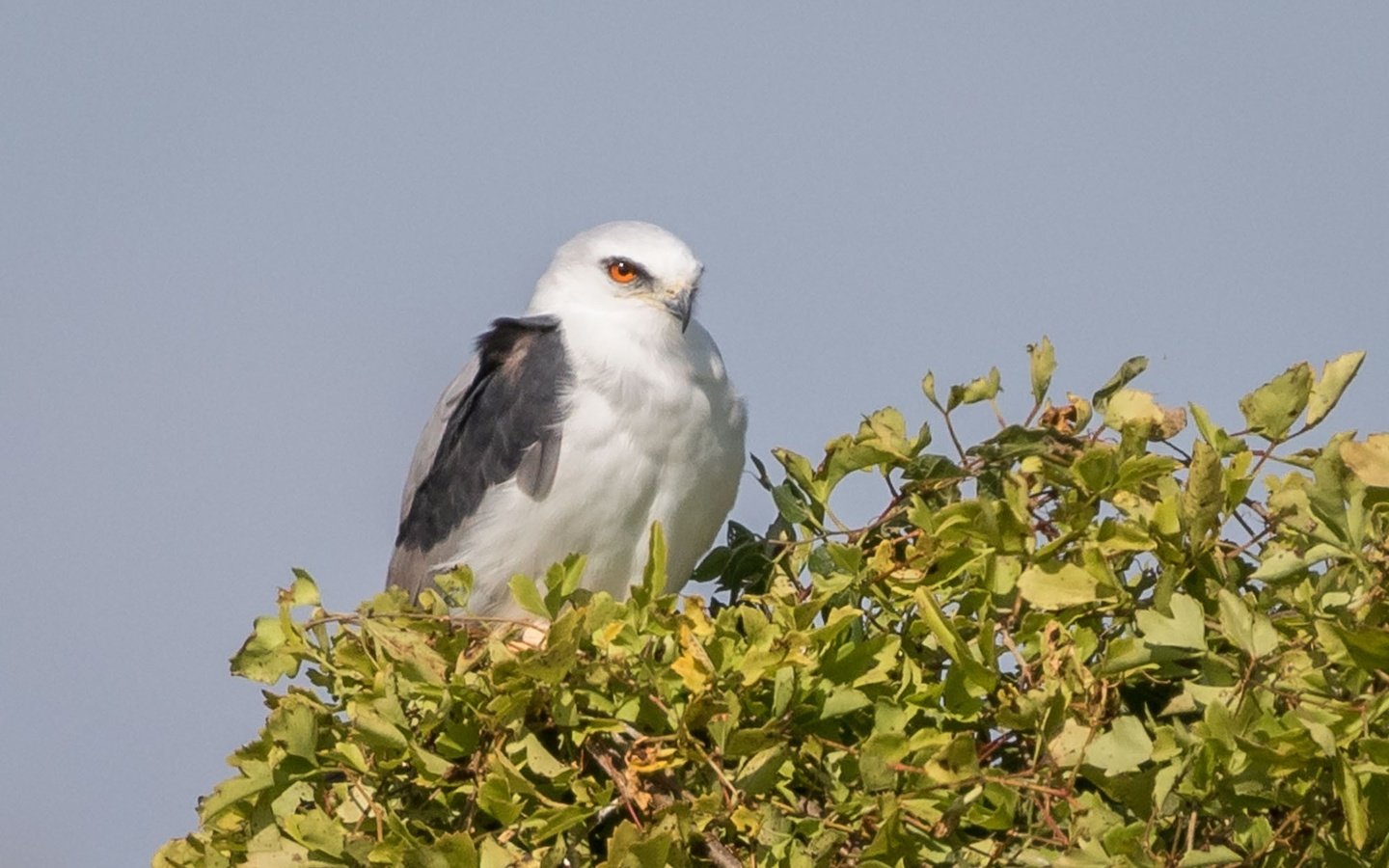 Обои дерево, листья, птица, коршун, белохвостый коршун, tree, leaves, bird, kite, white-tailed kite разрешение 2000x1333 Загрузить