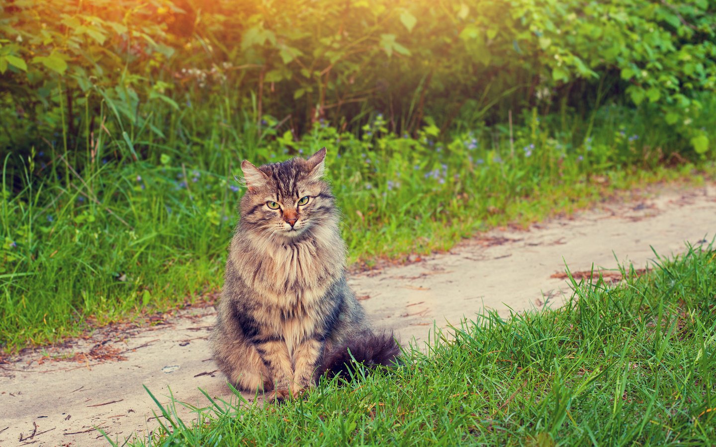 Обои трава, зелень, кот, мордочка, усы, кошка, grass, greens, cat, muzzle, mustache разрешение 2880x1800 Загрузить