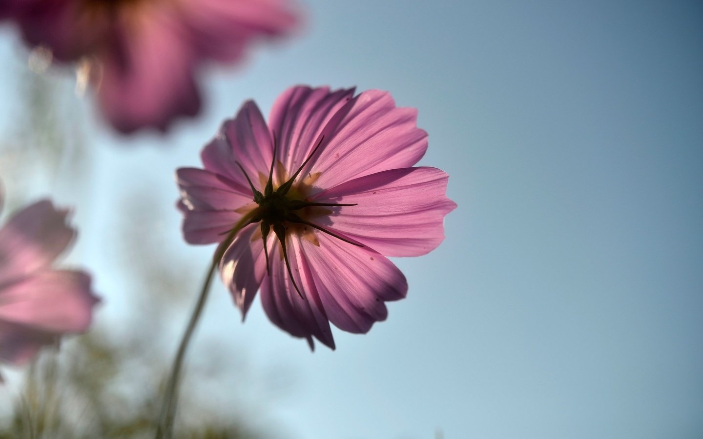 Обои цветок, лепестки, стебель, космея, flower, petals, stem, kosmeya разрешение 2560x1709 Загрузить