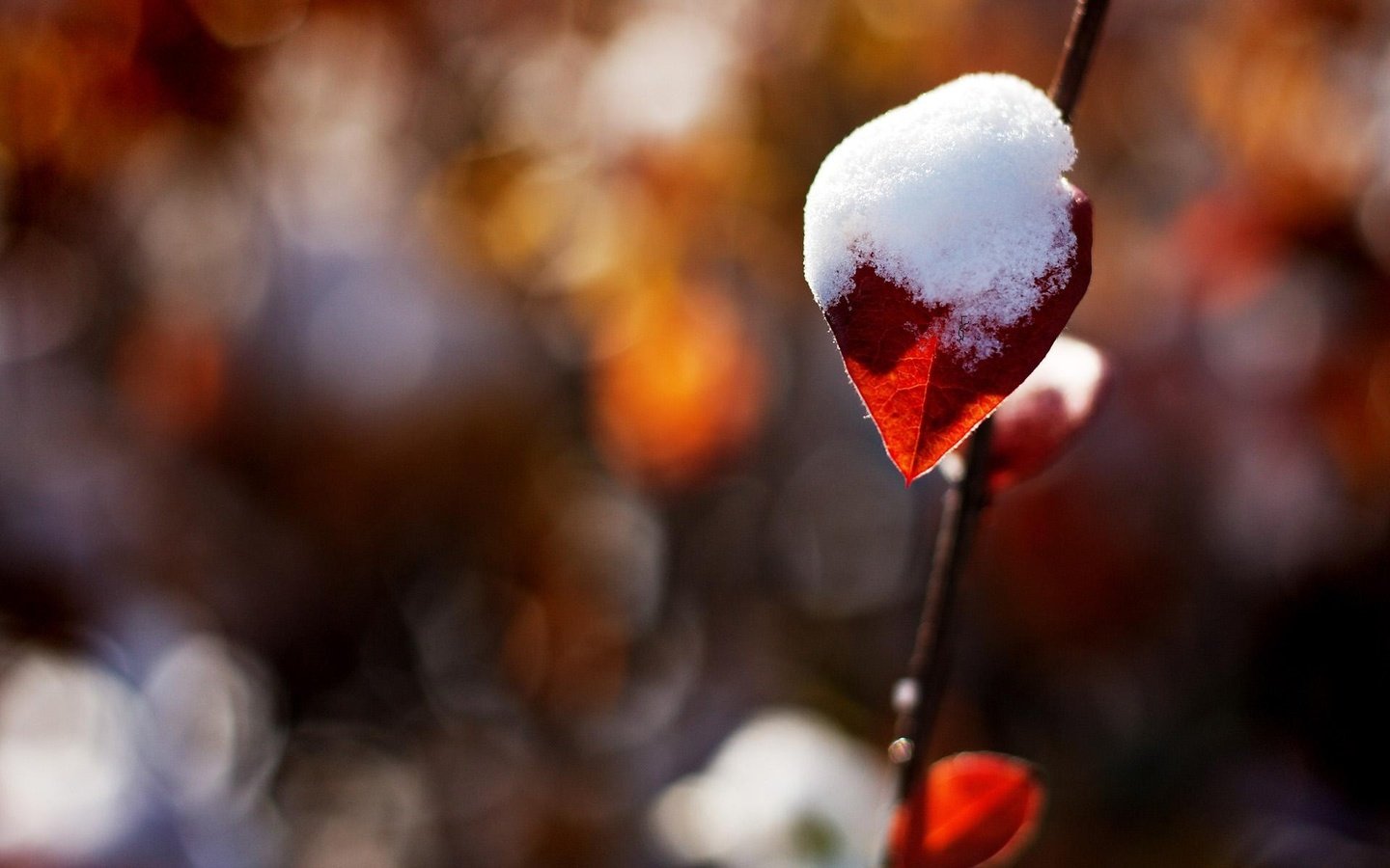 Обои снег, природа, блики, лист, веточка, боке, снег на листике, snow, nature, glare, sheet, sprig, bokeh, snow on a leaf разрешение 1920x1200 Загрузить