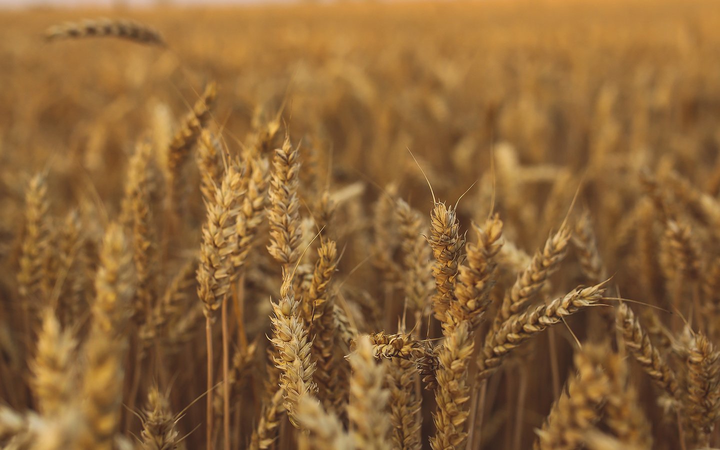 Обои природа, поле, колосья, пшеница, урожай, рожь, nature, field, ears, wheat, harvest, rye разрешение 2048x2048 Загрузить