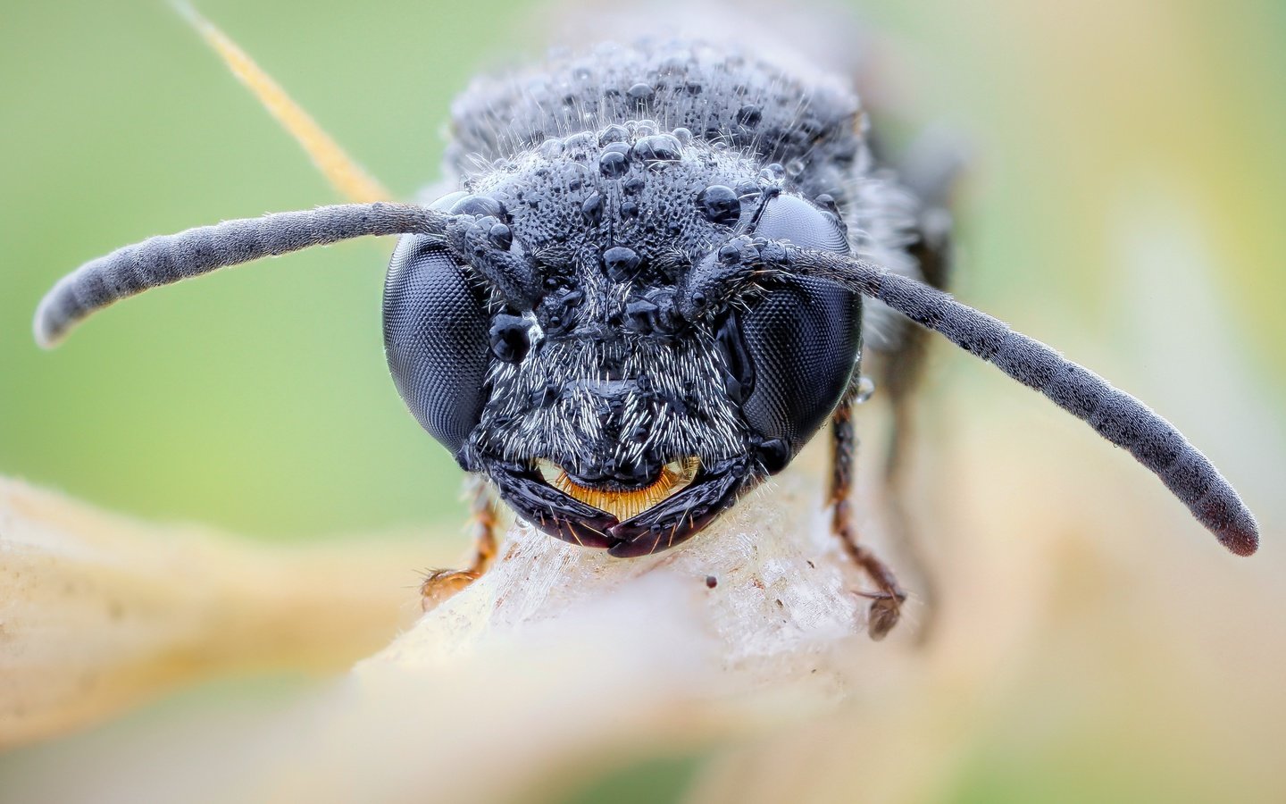 Обои глаза, насекомое, капли, оса, крупным планом, john hallmén, eyes, insect, drops, osa, closeup разрешение 3000x2000 Загрузить