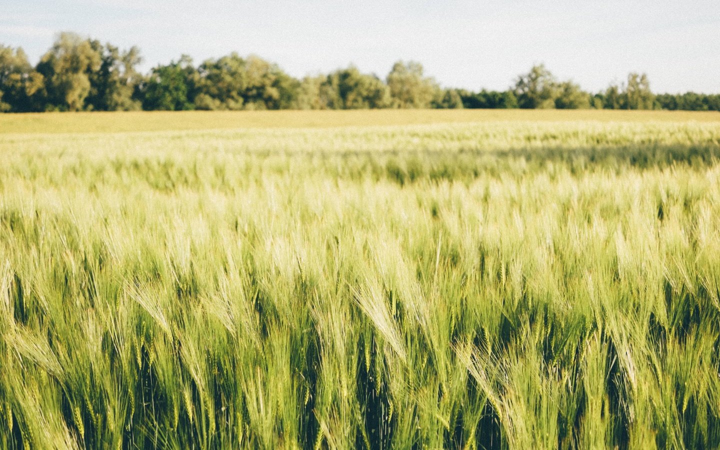 Обои природа, пейзаж, поле, колосья, пшеница, nature, landscape, field, ears, wheat разрешение 4896x2754 Загрузить