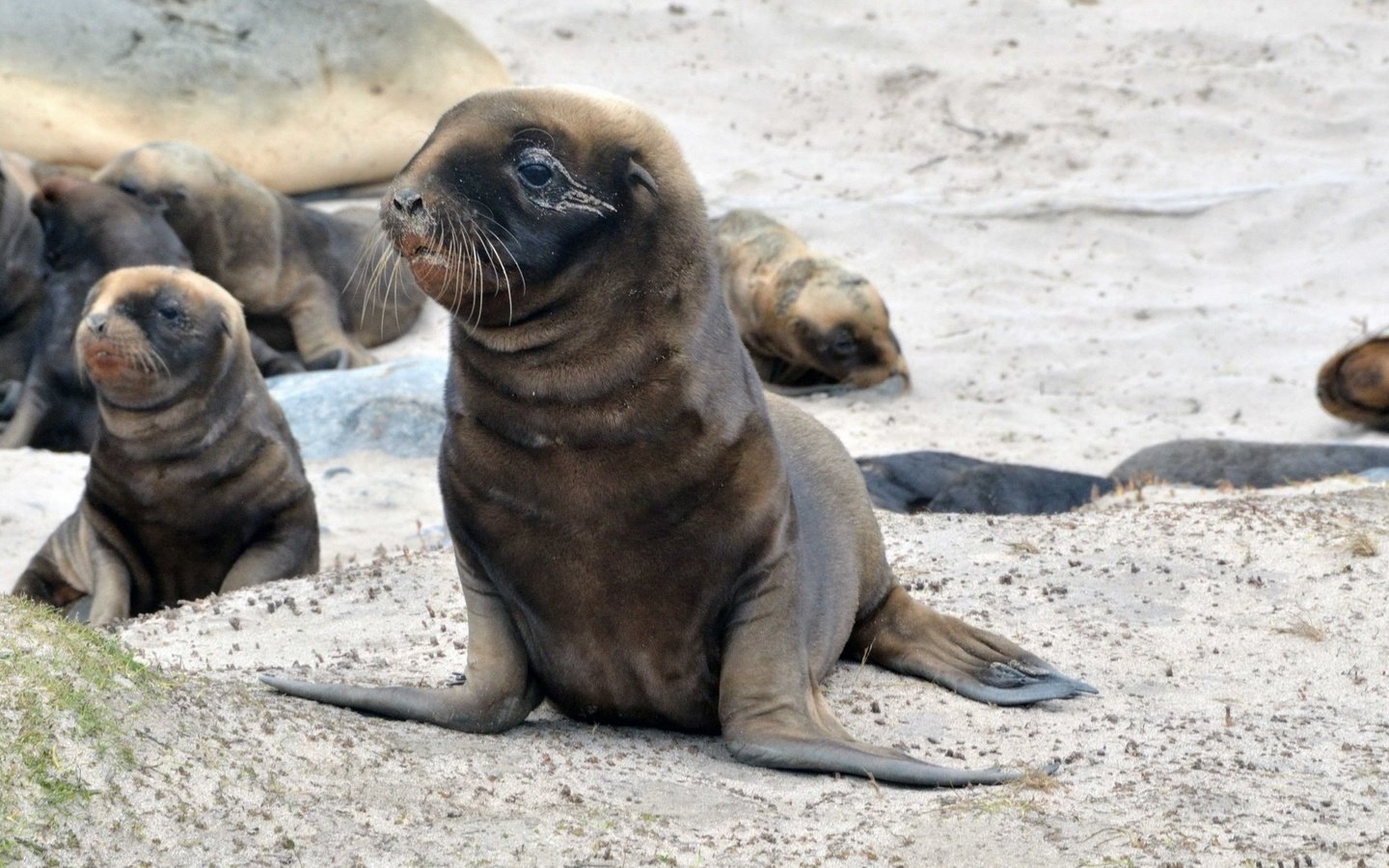 Обои тюлень, дикая природа, морской котик, ласты, seal, wildlife, navy seal, fins разрешение 1920x1080 Загрузить
