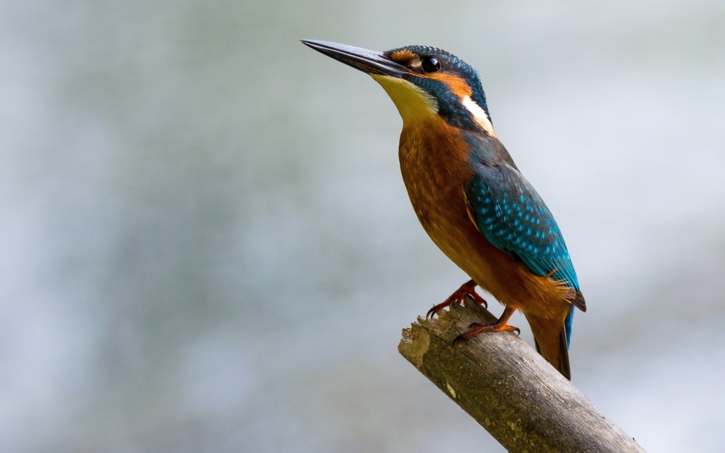 Обои птица, клюв, перья, боке, зимородок, bird, beak, feathers, bokeh, kingfisher разрешение 3886x2186 Загрузить