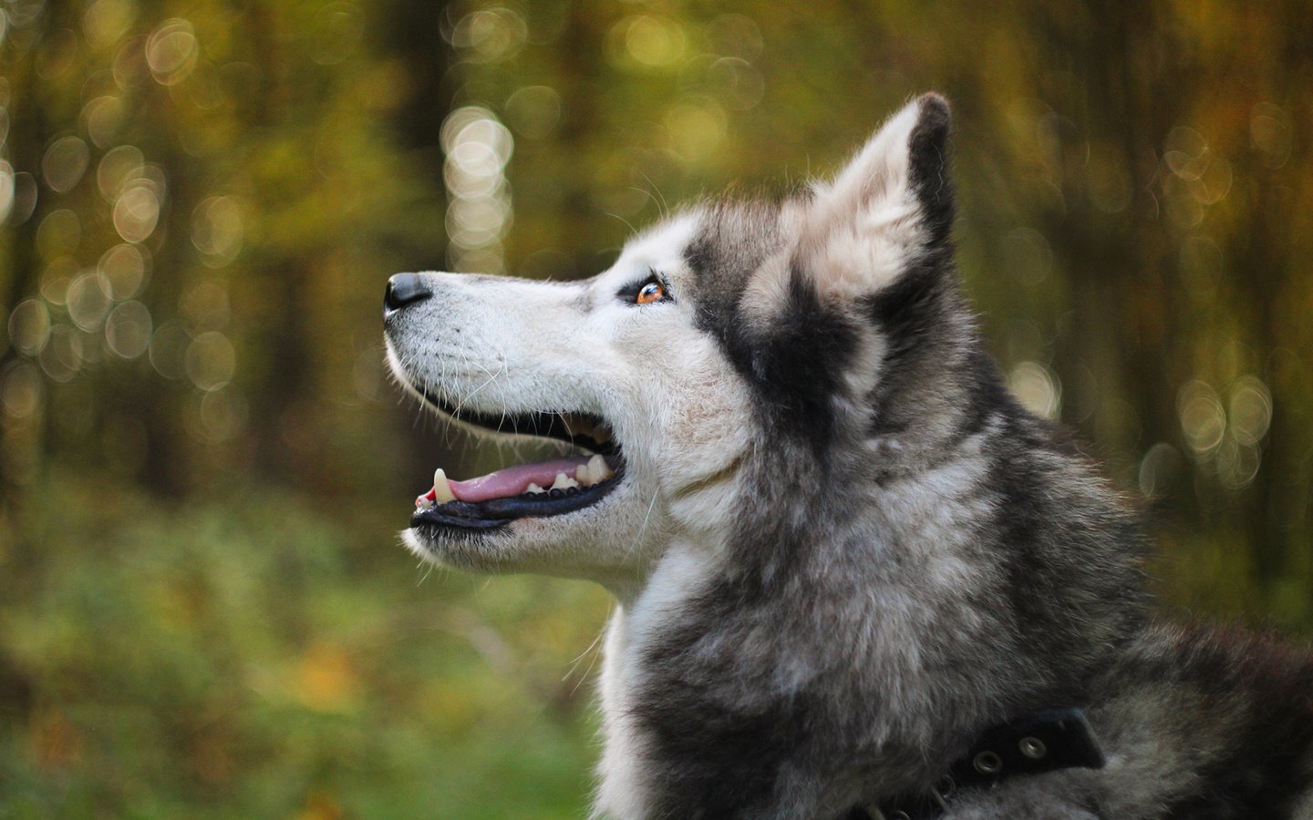 Обои мордочка, собака, профиль, хаски, боке, аляскинский маламут, muzzle, dog, profile, husky, bokeh, alaskan malamute разрешение 1920x1200 Загрузить