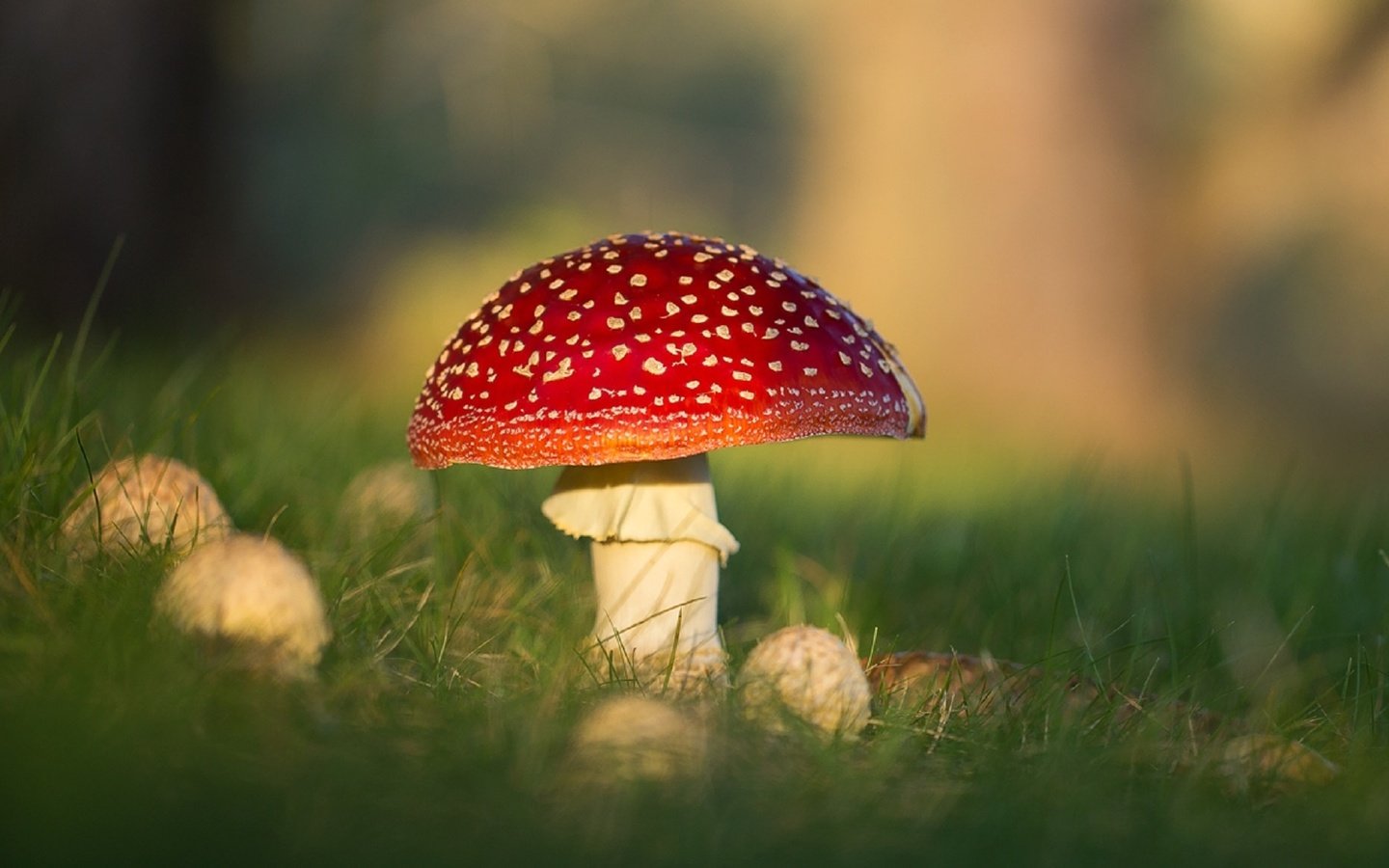 Обои природа, макро, грибы, боке, мухоморы, nature, macro, mushrooms, bokeh, amanita разрешение 1920x1156 Загрузить