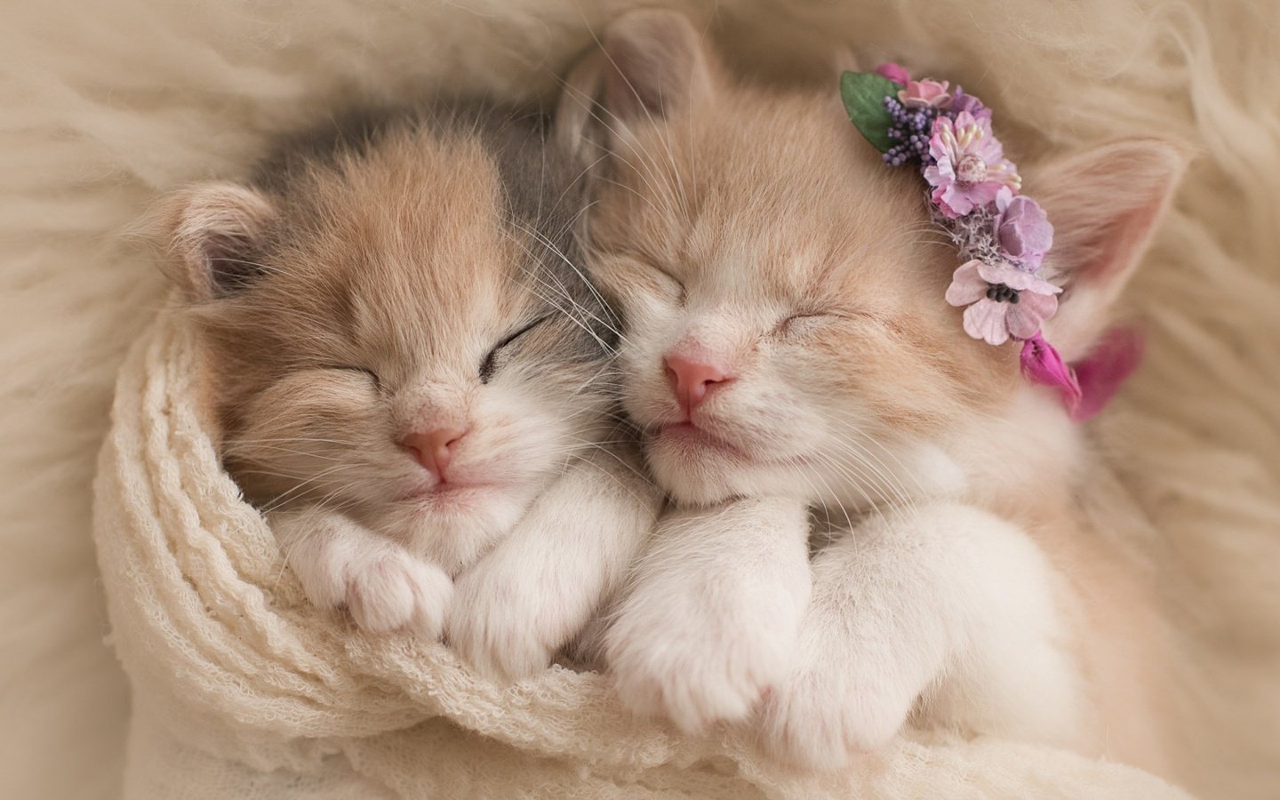 Обои цветы, сон, пара, кошки, котята, венок, мех, шарф, flowers, sleep, pair, cats, kittens, wreath, fur, scarf разрешение 2560x1440 Загрузить