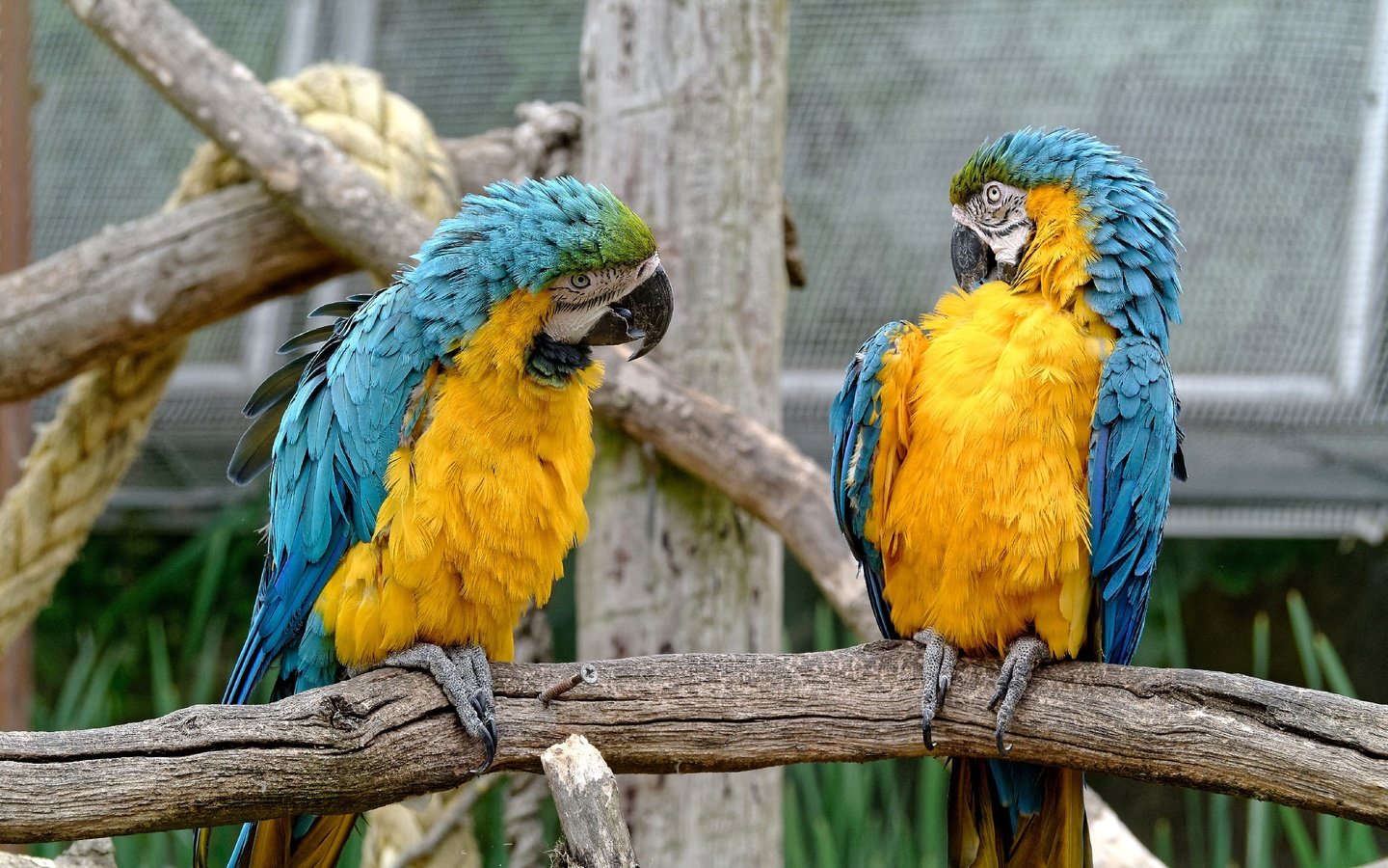 Обои птицы, пара, зоопарк, попугаи, birds, pair, zoo, parrots разрешение 2560x1922 Загрузить