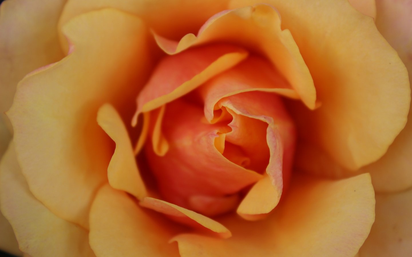Обои макро, цветок, роза, лепестки, бутон, macro, flower, rose, petals, bud разрешение 5184x3456 Загрузить