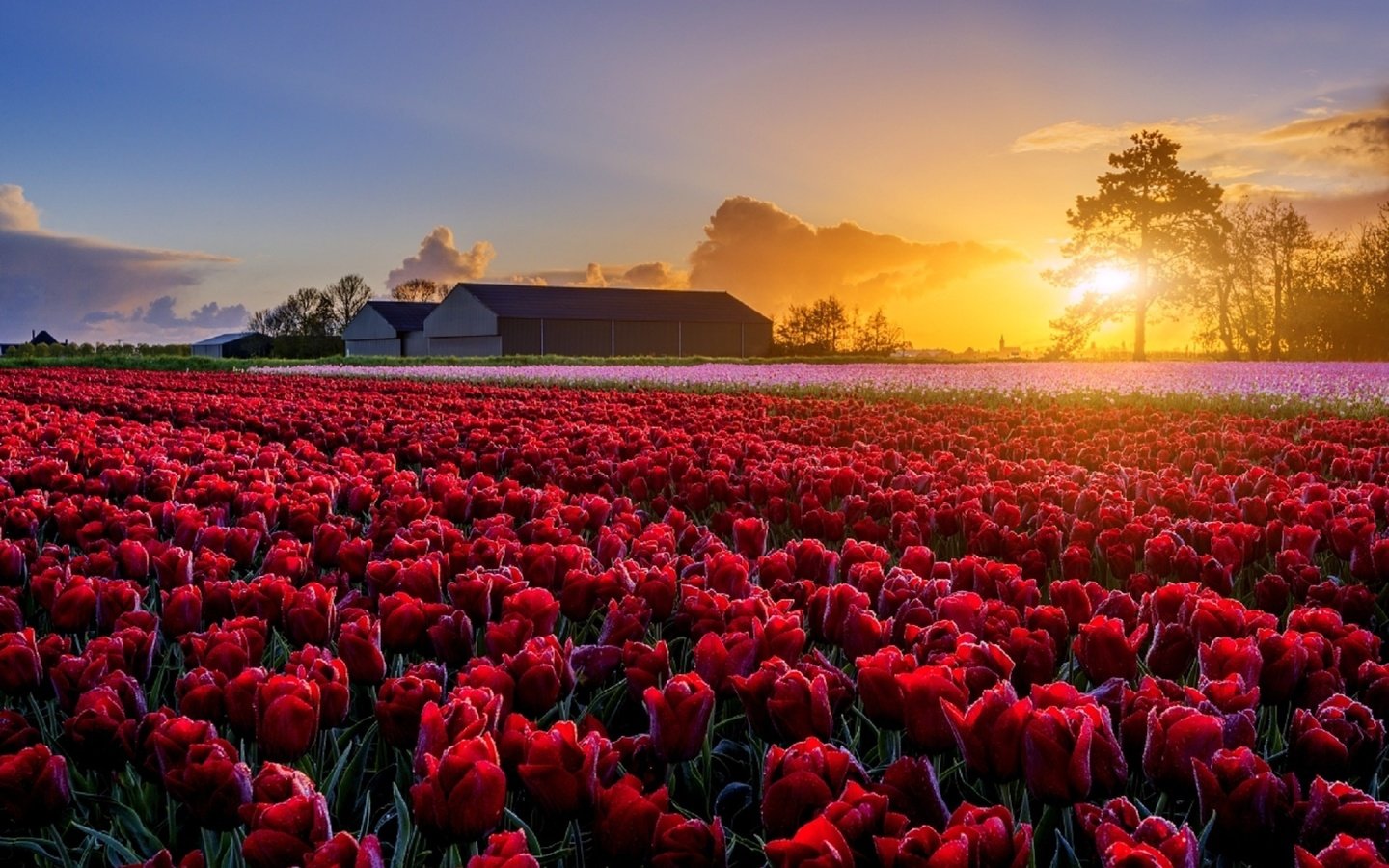 Обои цветы, поле, маки, весна, ферма, голландия, tomas morkes, flowers, field, maki, spring, farm, holland разрешение 1920x1281 Загрузить