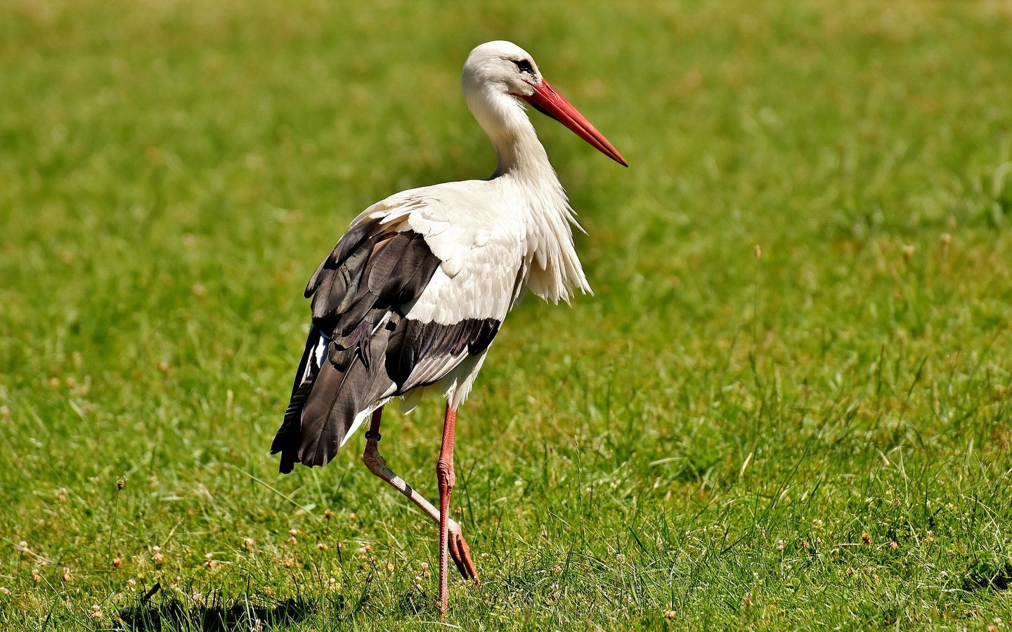 Обои трава, птица, клюв, перья, аист, белый аист, grass, bird, beak, feathers, stork разрешение 1920x1204 Загрузить