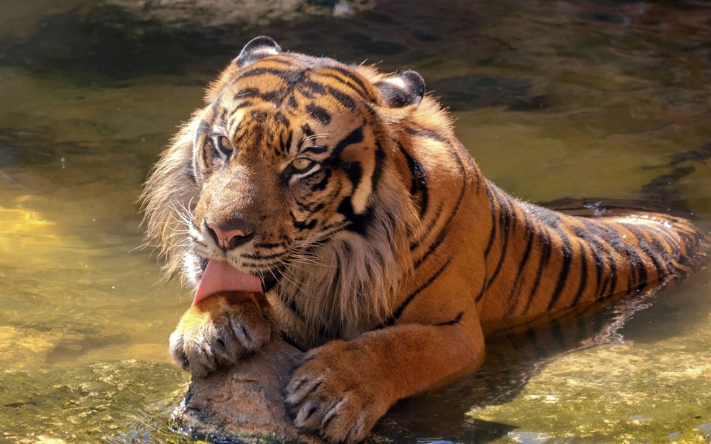 Обои тигр, морда, камни, лапы, лежит, хищник, большая кошка, язык, tiger, face, stones, paws, lies, predator, big cat, language разрешение 1920x1080 Загрузить