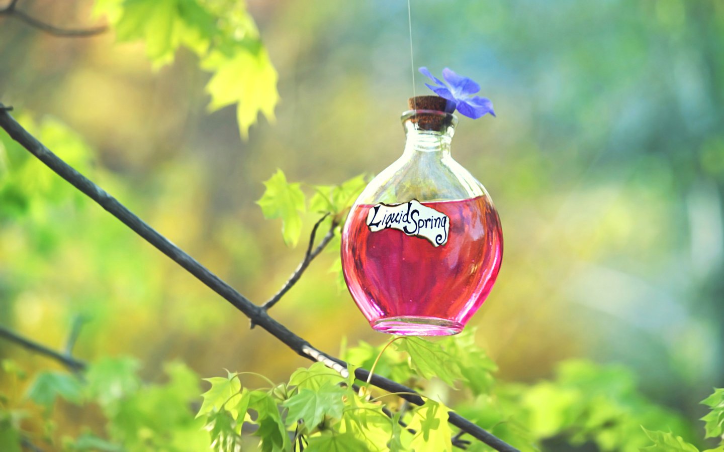 Обои природа, фон, бутылочка, флакон, настойка, зелье, эликсир, nature, background, bottle, tincture, potion, elixir разрешение 3840x2400 Загрузить