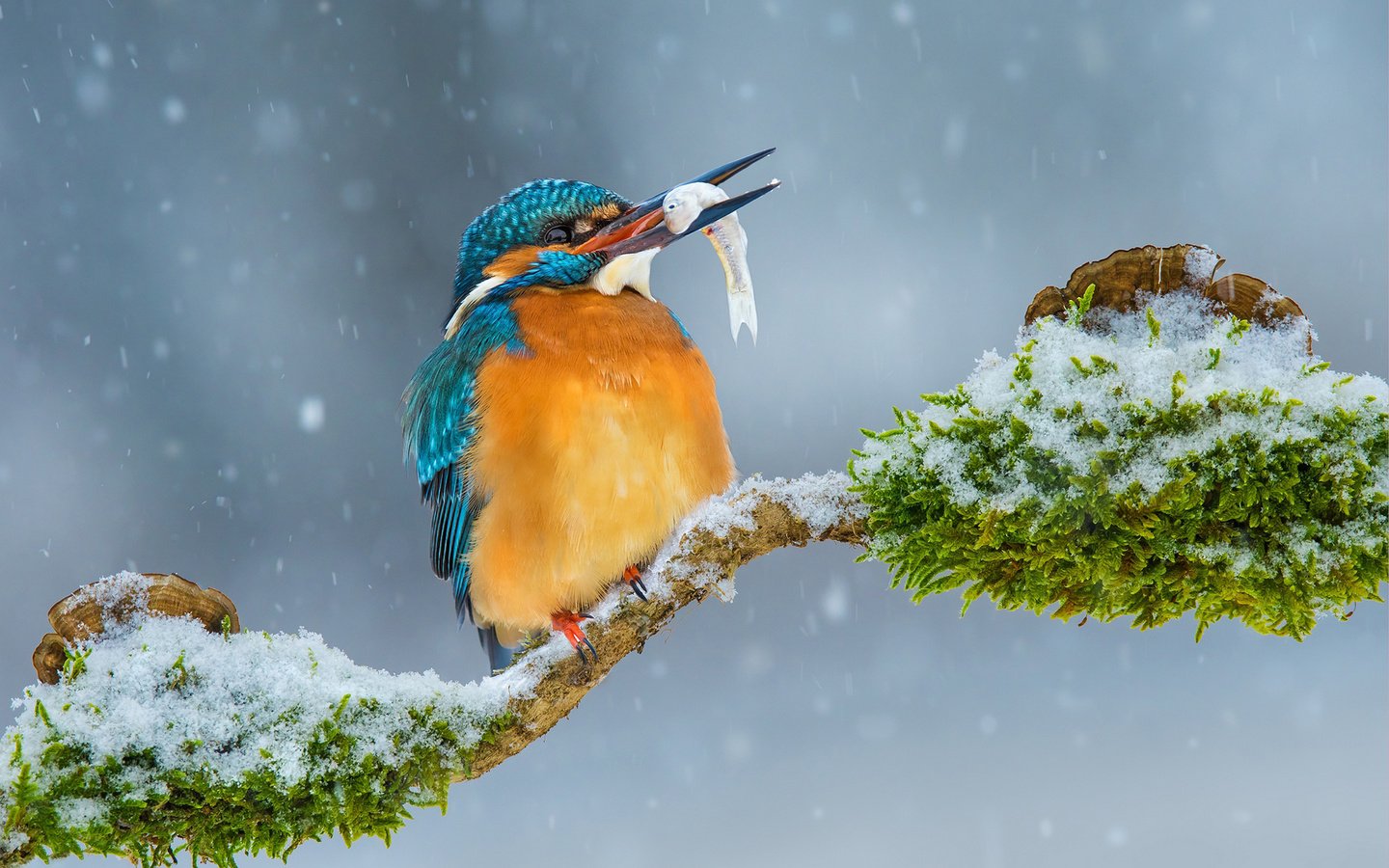 Обои ветка, снег, зима, птица, рыбка, зимородок, branch, snow, winter, bird, fish, kingfisher разрешение 1920x1200 Загрузить