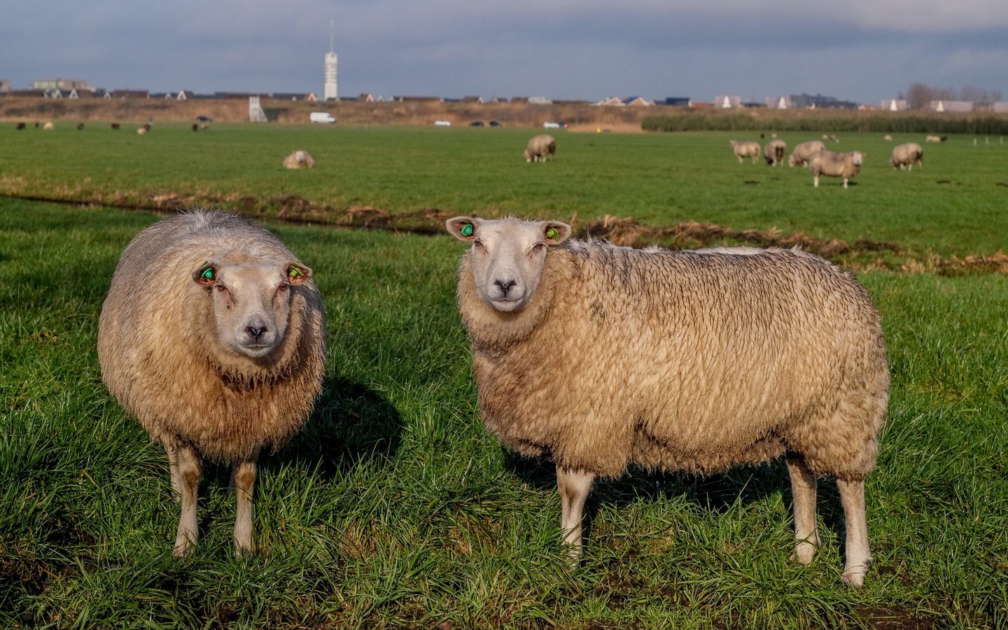 Обои трава, пастбище, овцы, стадо, овца, grass, pasture, sheep, the herd разрешение 4896x2760 Загрузить