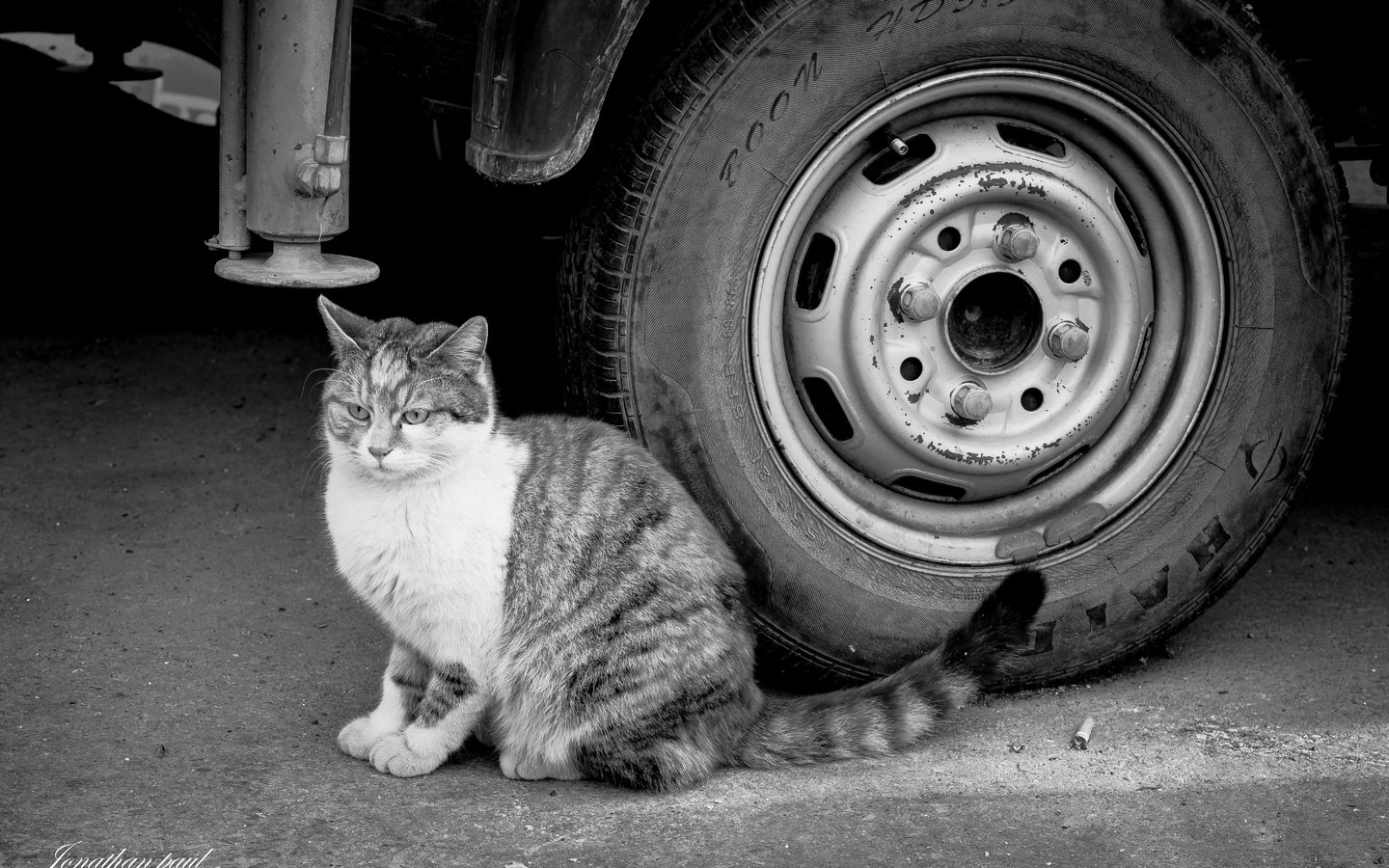 Обои глаза, фон, кот, кошка, взгляд, чёрно-белое, колесо, eyes, background, cat, look, black and white, wheel разрешение 6016x4000 Загрузить
