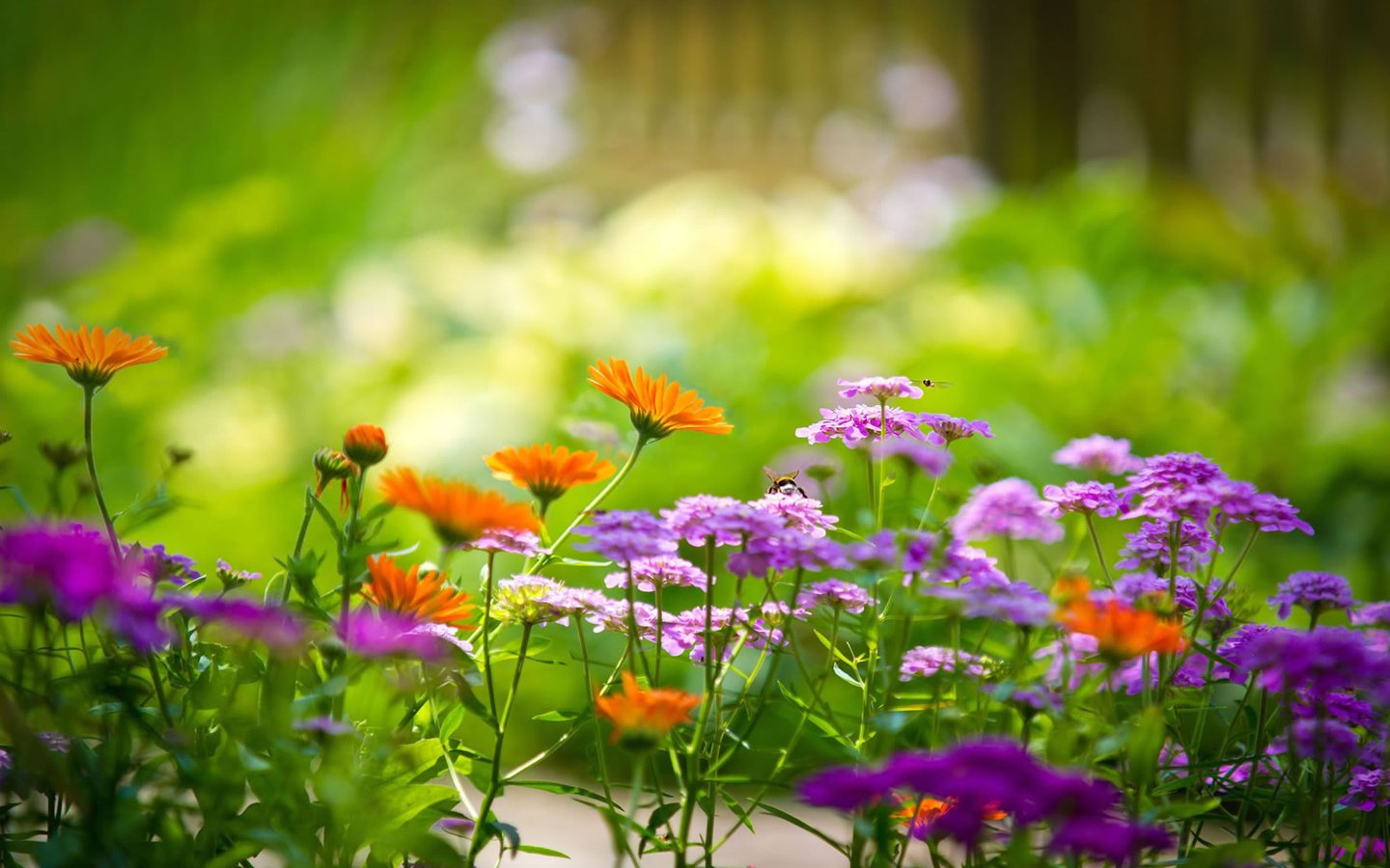 Обои цветы, зелень, поле, растение, flowers, greens, field, plant разрешение 1920x1080 Загрузить