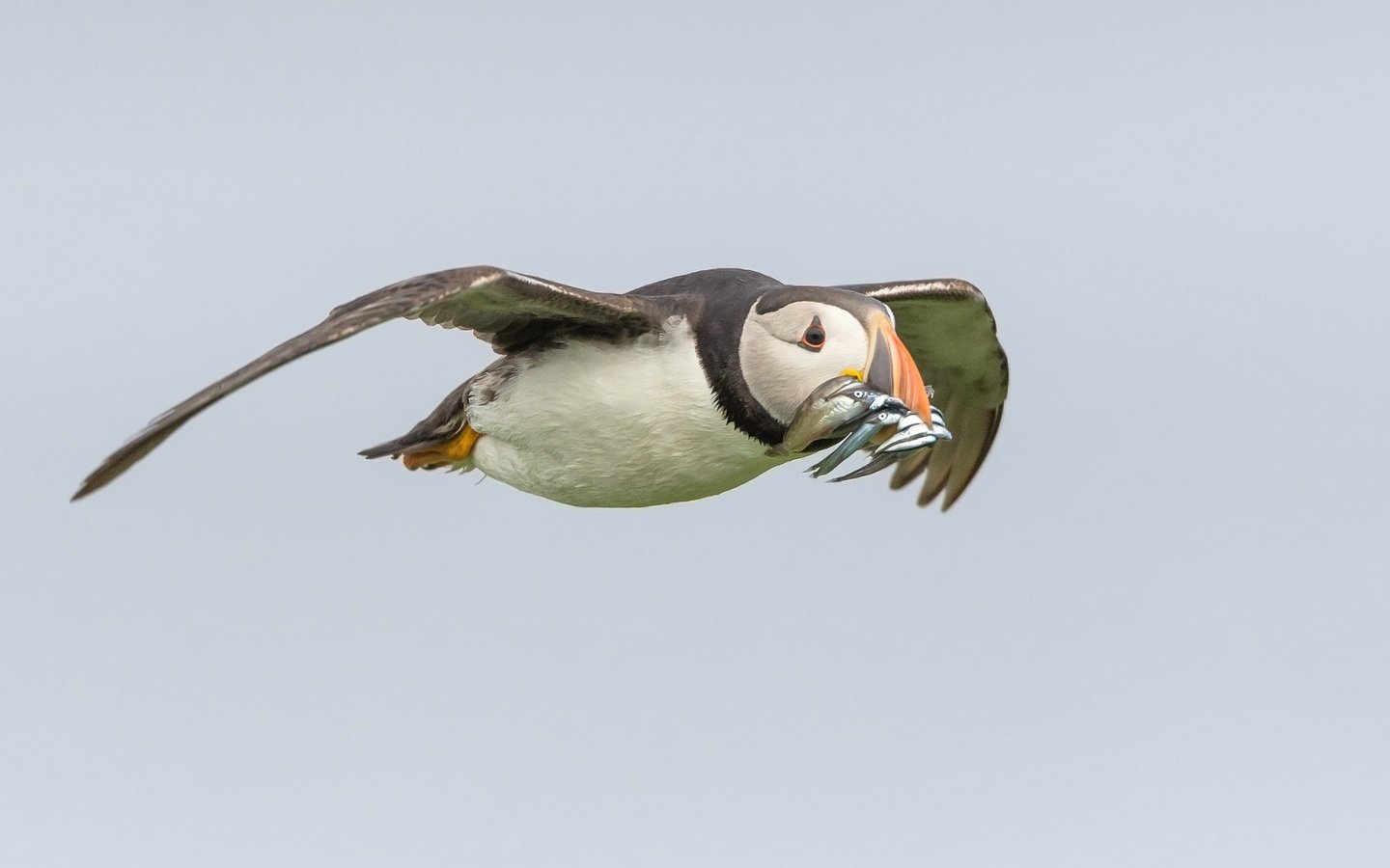 Обои полет, крылья, птица, клюв, рыба, тупик, улов, flight, wings, bird, beak, fish, stalled, catch разрешение 2048x1233 Загрузить