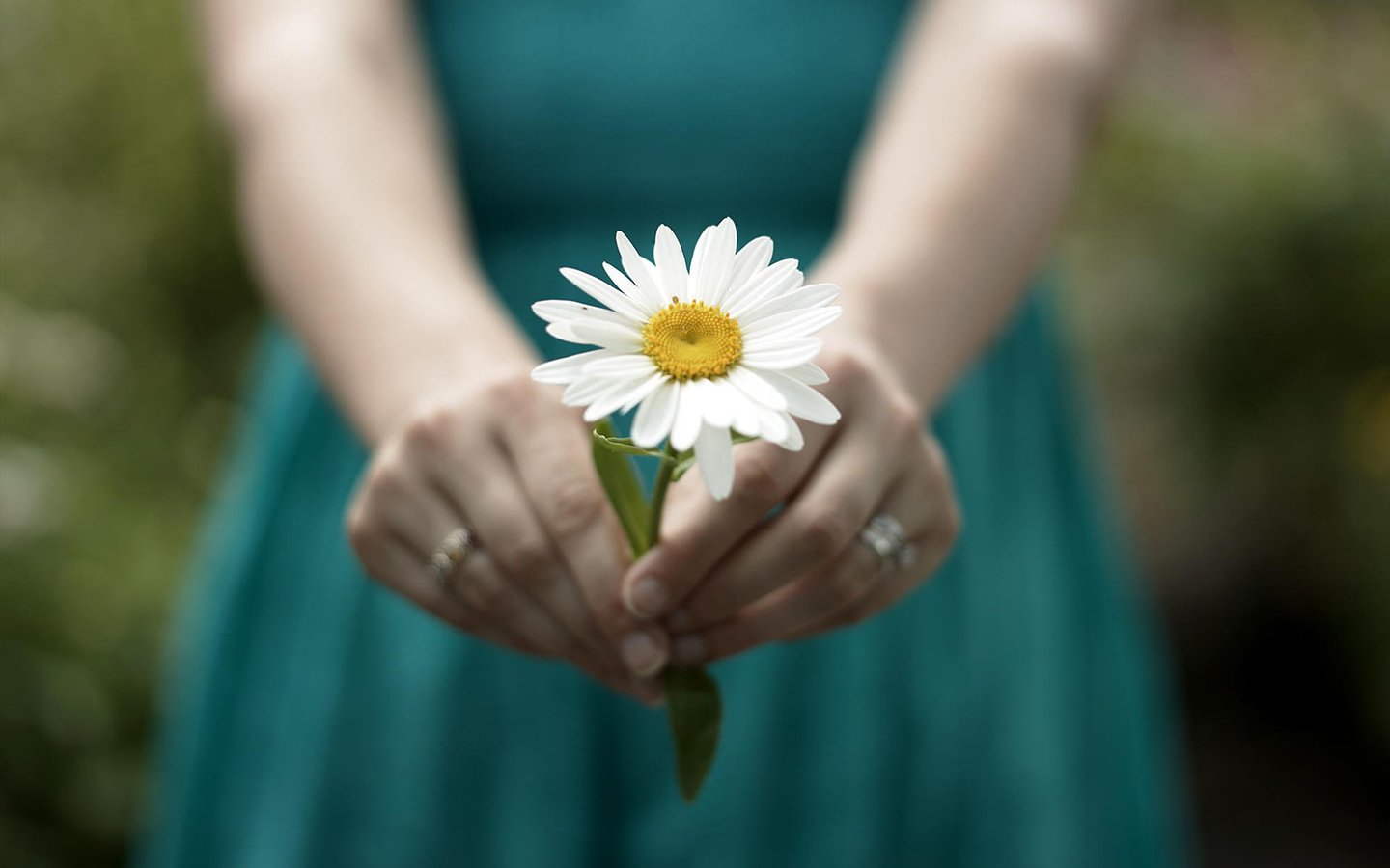 Обои девушка, настроение, цветок, ромашка, руки, кольца, girl, mood, flower, daisy, hands, ring разрешение 1920x1200 Загрузить