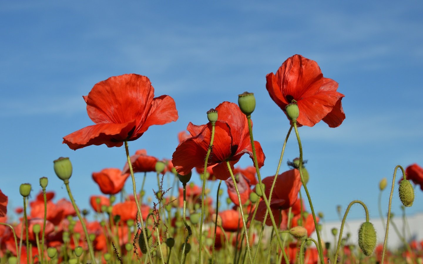 Обои небо, цветы, бутоны, поле, лепестки, красные, маки, стебли, the sky, flowers, buds, field, petals, red, maki, stems разрешение 5843x3833 Загрузить