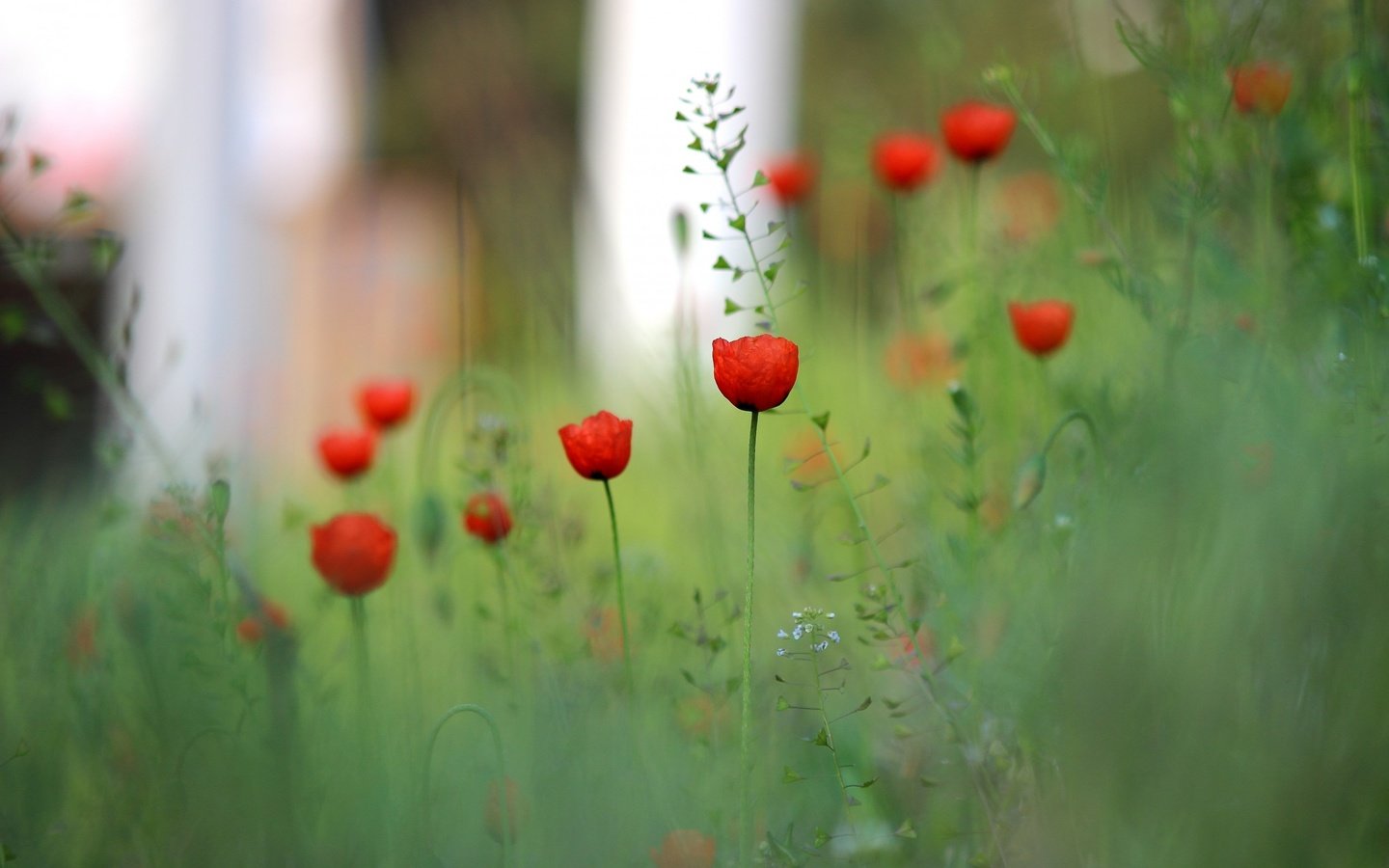 Обои цветы, трава, поле, красный, размытость, луг, мак, flowers, grass, field, red, blur, meadow, mac разрешение 2560x1600 Загрузить