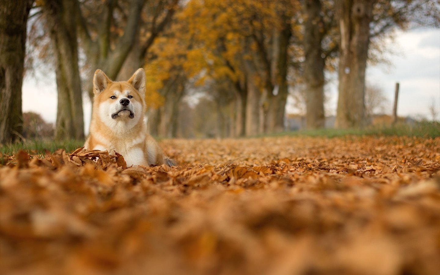 Обои деревья, листья, мордочка, взгляд, собака, сиба-ину, trees, leaves, muzzle, look, dog, shiba inu разрешение 1920x1200 Загрузить