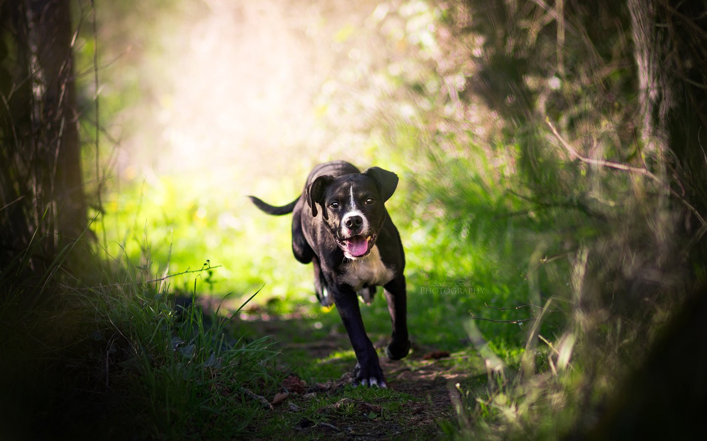 Обои трава, деревья, природа, собака, прогулка, пес, бег, grass, trees, nature, dog, walk, running разрешение 2560x1600 Загрузить