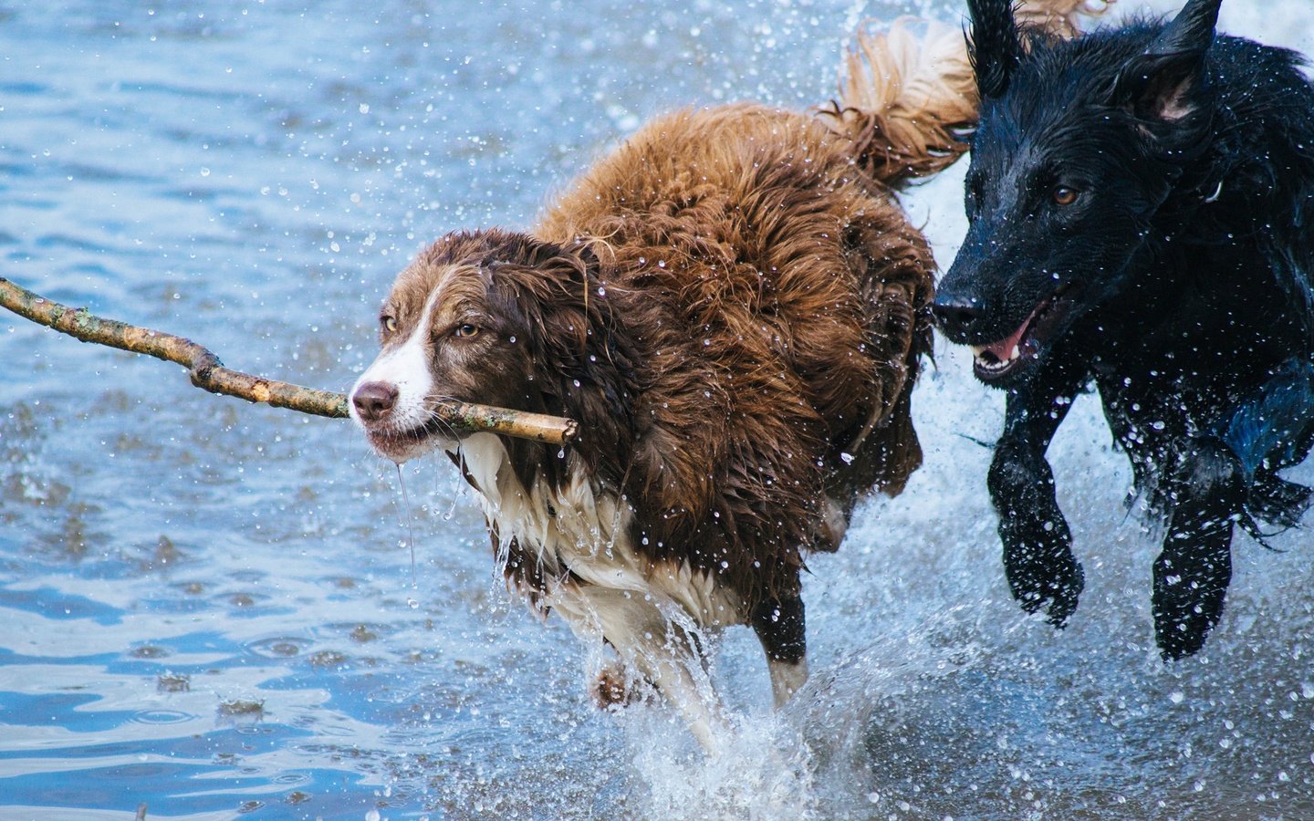 Обои вода, брызги, игра, бег, палка, собаки, бордер-колли, ньюфаундленд, water, squirt, the game, running, stick, dogs, the border collie, newfoundland разрешение 2560x1600 Загрузить