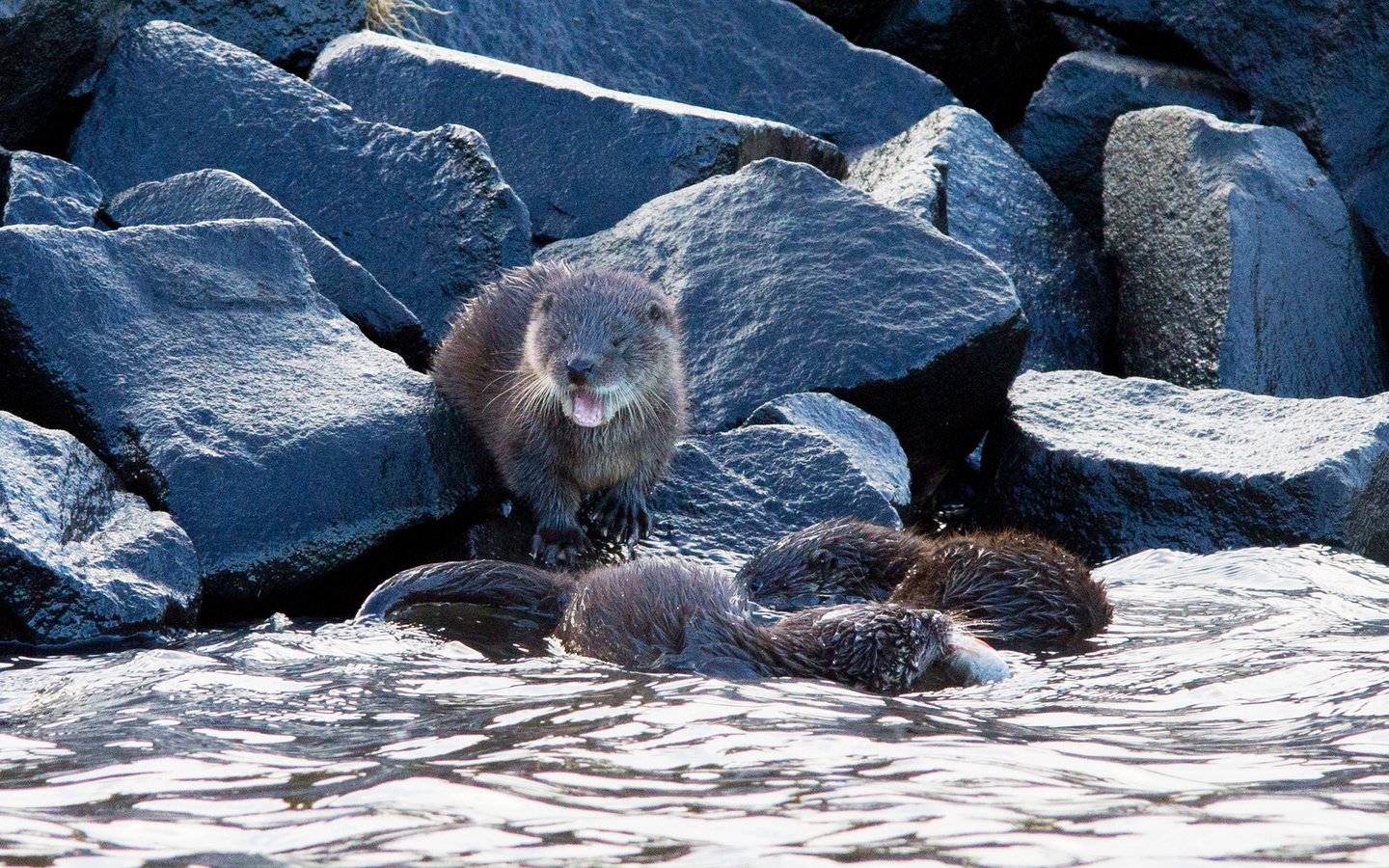 Обои вода, природа, камни, калан, морская выдра, выдра, выдры, alistair buchanan, water, nature, stones, kalan, sea otter, otter, otters разрешение 1920x1200 Загрузить