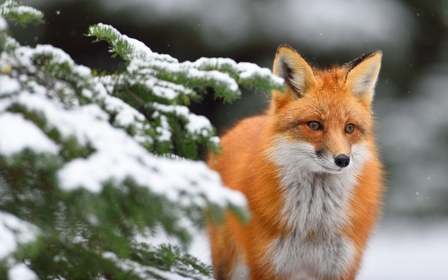 Обои снег, хвоя, зима, ветки, взгляд, лиса, лисица, snow, needles, winter, branches, look, fox разрешение 1920x1200 Загрузить