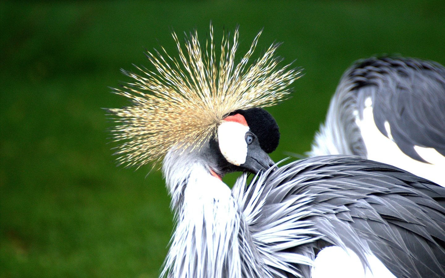 Обои птицы, птица, перья, журавль, венценосный журавль, birds, bird, feathers, crane, crowned crane разрешение 3465x2308 Загрузить