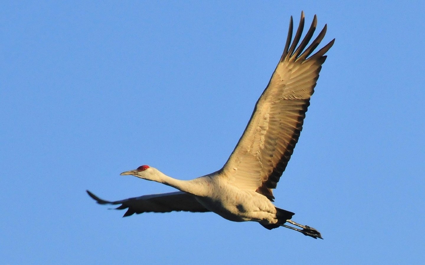 Обои небо, природа, полет, крылья, птица, журавль, the sky, nature, flight, wings, bird, crane разрешение 1920x1302 Загрузить