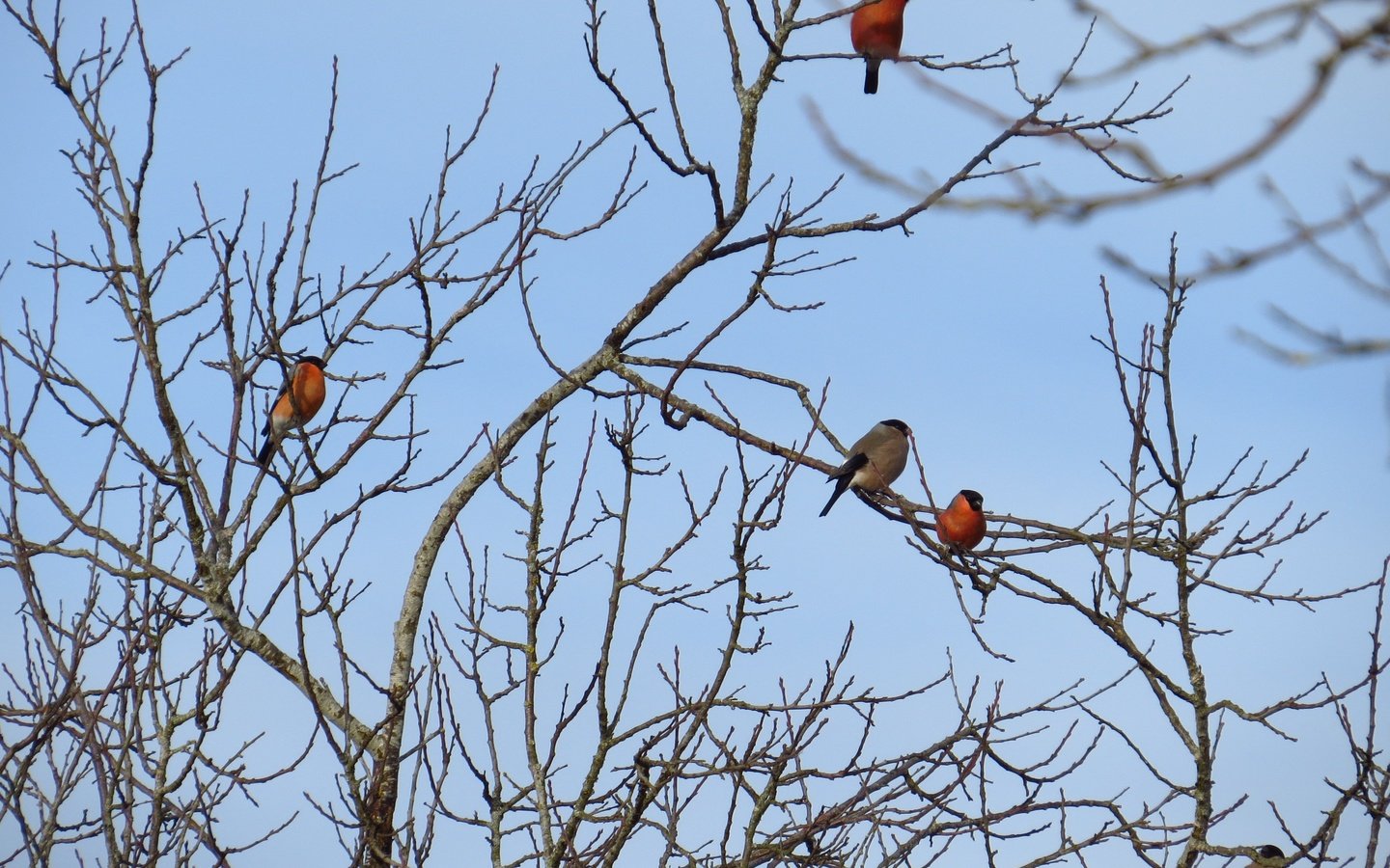 Обои небо, дерево, ветки, птицы, снегирь, снегири, the sky, tree, branches, birds, bullfinch, bullfinches разрешение 3603x2664 Загрузить