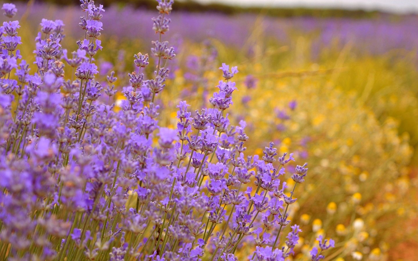 Обои цветы, поле, лаванда, фиолетовые цветы, flowers, field, lavender, purple flowers разрешение 3000x1869 Загрузить